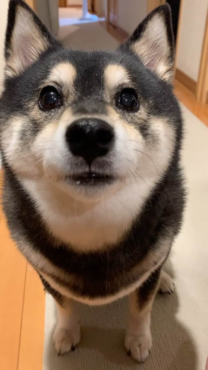 吾子のインスタグラム：「・ ・ ブロッコリーもらった🥦🐶🩷 ・ 野菜の中でも好きわんよ🐶🩷 ・ ・ ・ ・ ・ ・ ・ ・ ・ ・ #茹でブロッコリー🥦 #素材の味 #sapporo  ・ 北海道の柴犬 #柴北会 の皆ワン🐶暑い日は水いっぱい飲もう〜🐶✨ ・ #adorable #instadog#shibainu#dog#柴犬ライフ #instashiba#柴犬マニア #9gag #barked #kuroshiba#socute #cutedog#いぬのきもち #黒柴 #dogstagram_japan」