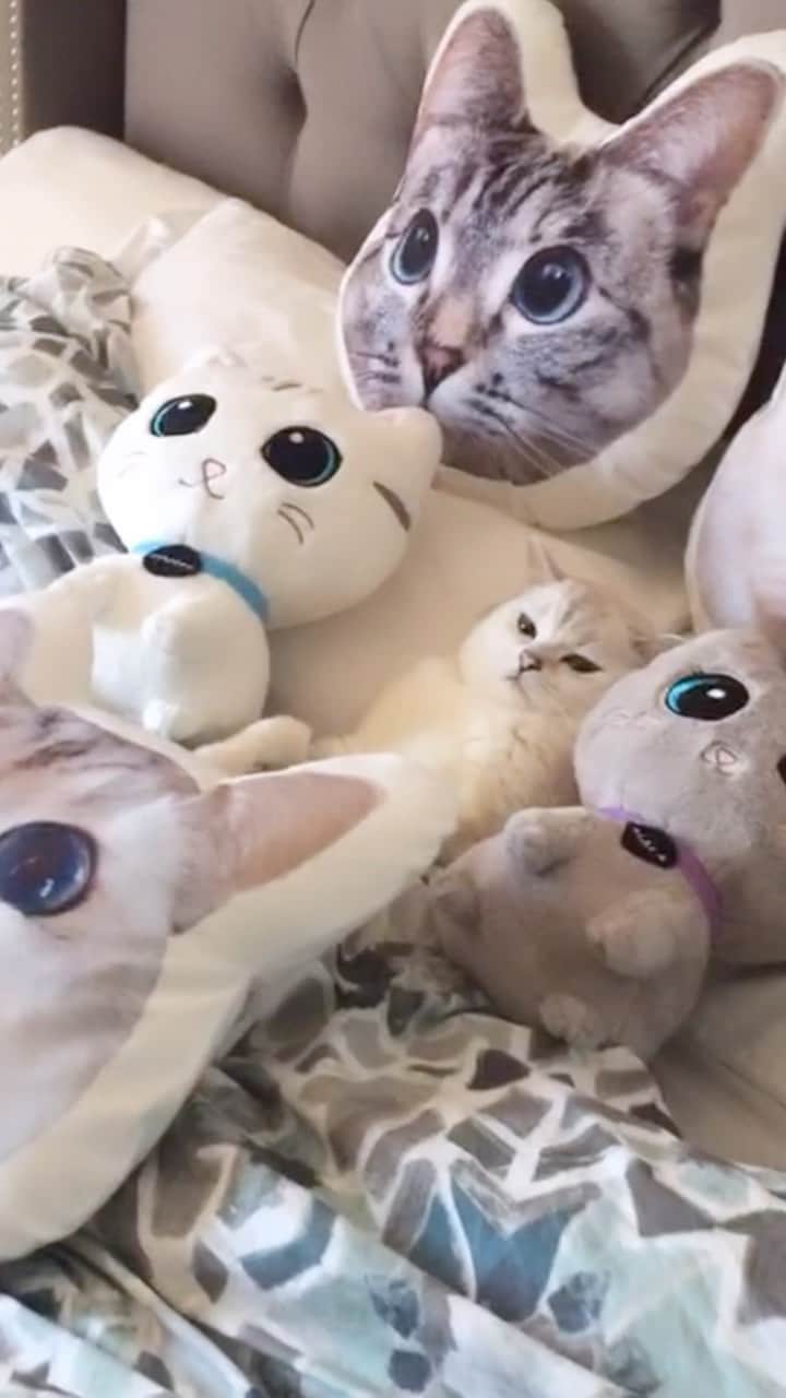 ミスター・ホワイトのインスタグラム：「No one can find me 😆   #meow #cute #cat #catsofinstagram」