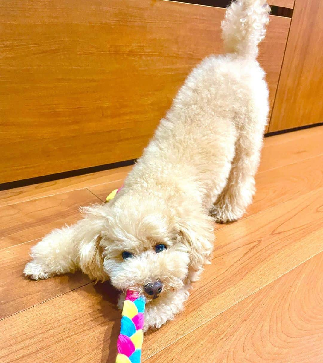 花音舞さんのインスタグラム写真 - (花音舞Instagram)「お気に入り🧸  ニコちゃんは最近カラフルなロープ🪢が大好きなの😆  このソファの目線の先には大好きなロープ✨ 目がキラッキラしてるやん🤩  遊び方は…ずーっとくわえて引っ張り合いっ子。 あぁ〜可愛いすぎる🥹🥹🥹🩷  終わったらよだれでロープべっとりw🤤  良い運動だね💪  #トイプードル  #アプリコット  #犬がいる生活  #ニコちゃん  #お気に入り #おもちゃ」8月17日 23時47分 - mai_kanon_official