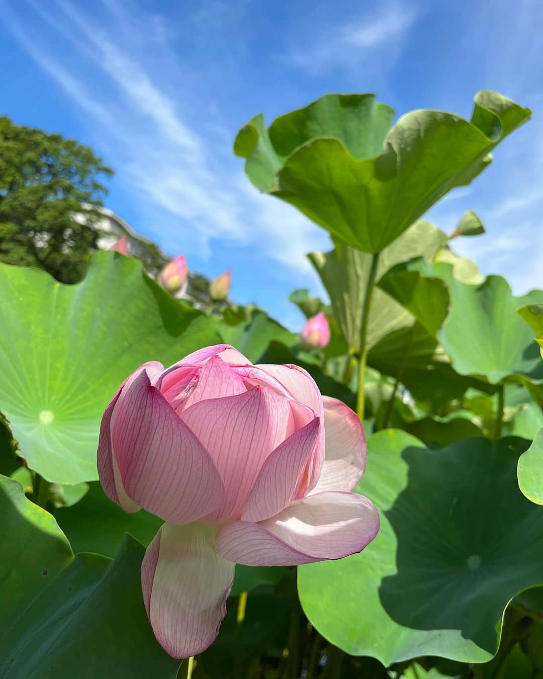 内田 菜々さんのインスタグラム写真 - (内田 菜々Instagram)「* * 🪷 * * 「if there was a thumb princess..」 * * #蓮 #蓮の花 #lotus #연꽃 #thumbelina #myfavorite #無修正  #はすフォトコン2023  * *」8月18日 0時15分 - chocobanaaana