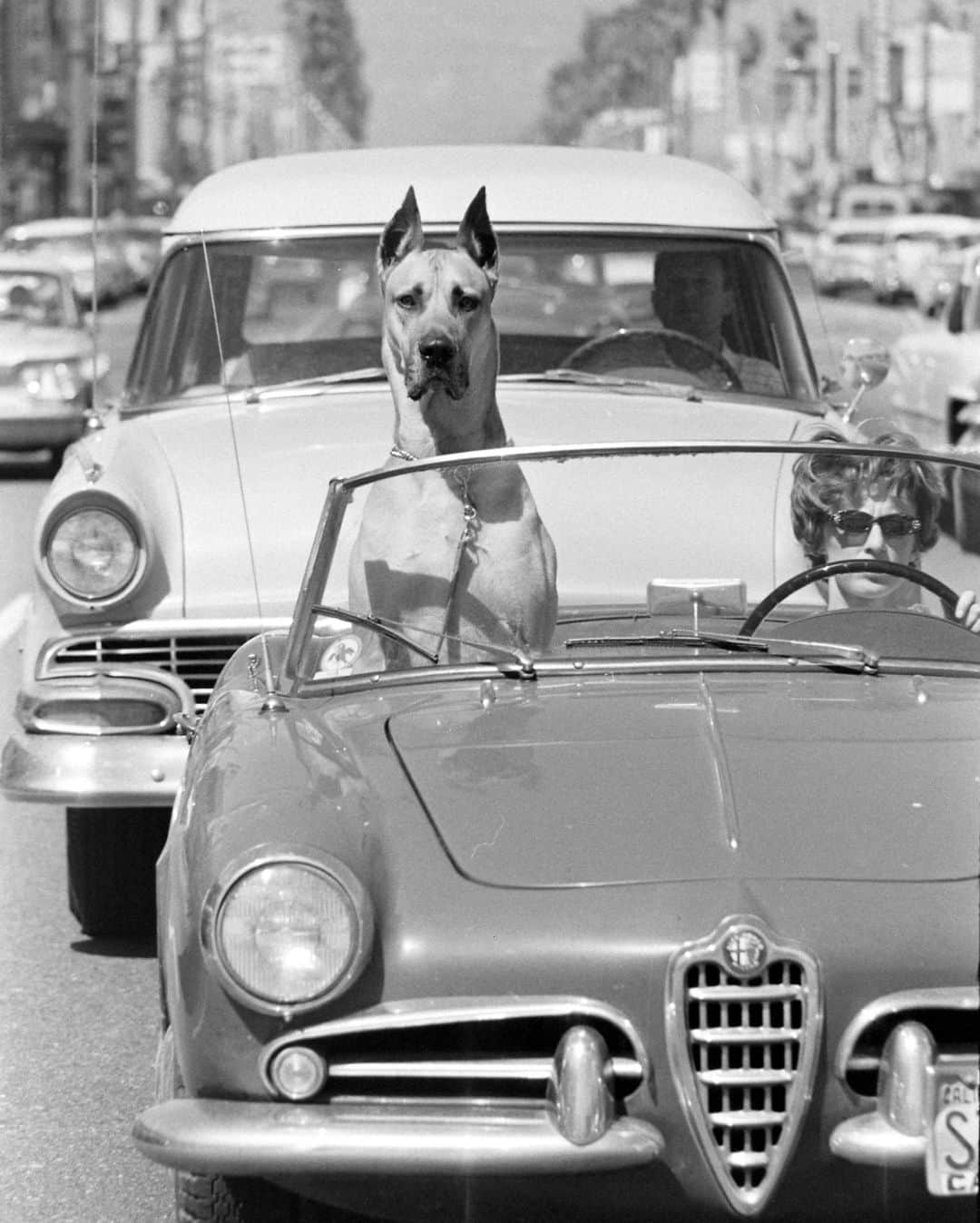 lifeのインスタグラム：「Woman driving a sports car around Hollywood with Thor, the Great Dane, riding shotgun, California, 1961.  But here comes the age-old question, are city dogs better off than country dogs? Click the link in bio for more!   (📷 Ralph Crane/LIFE Picture Collection)   #LIFEMagazine #LIFEArchive #RalphCrane #1960s #Dogs #DogsofInstagram #GreatDane #Hollywood #California #City」