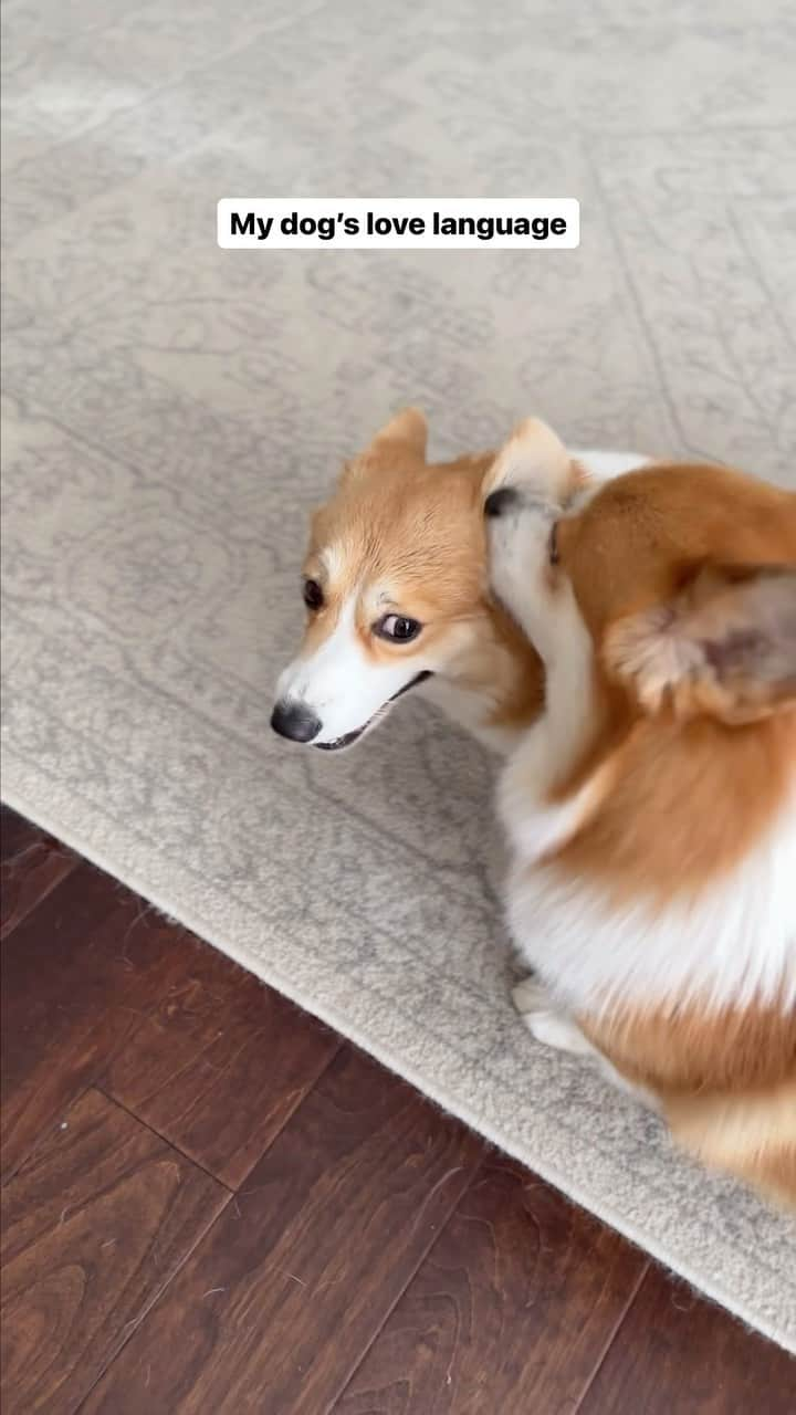 Geordi La Corgiのインスタグラム：「(Watch til the end to see the best clip lmao)  It’s been quite a learning experience having an intact male & female together during heat cycles, but what I found the most fascinating was how Scotty’s behavior completely changed through the days of her cycle. He somehow knew exactly when she ovulated (aka entering her most fertile stage of the heat cycle).   How Scotty’s behavior changed through Aggy’s heat cycle: Days 1-3: Slight increase in sniffing  Days 4-12: Significantly more interest in sniffing and licking Aggy’s discharge 🤢, but still rejecting her flirting  Day 13: Flamenco dancing starts 💃 Day 14 (Ovulation started): Face and ear licking starts  Days 15-21: HUMP MANIA 😵  Overall, Scotty was quite the gentleboi (until ovulation at least) despite Aggy’s nonstop flagging, and he was very manageable throughout the 3 weeks. Some intact males will totally lose their minds, so I feel pretty lucky in comparison!」