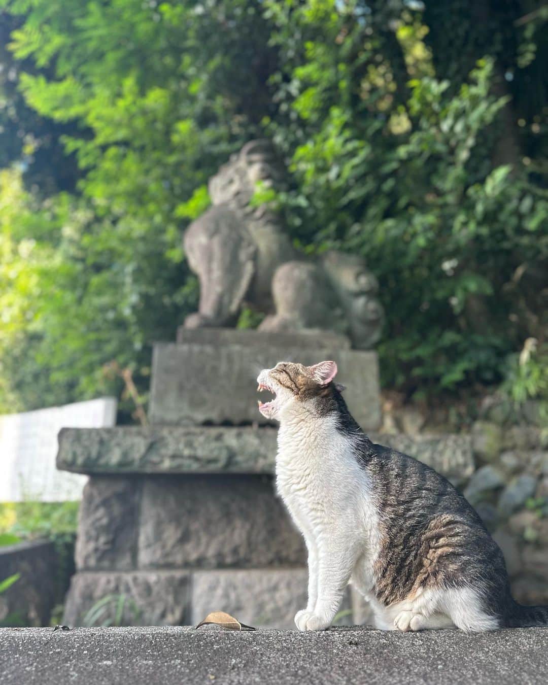藤間爽子のインスタグラム：「2023 夏のおもひで  狛…ねこ？」