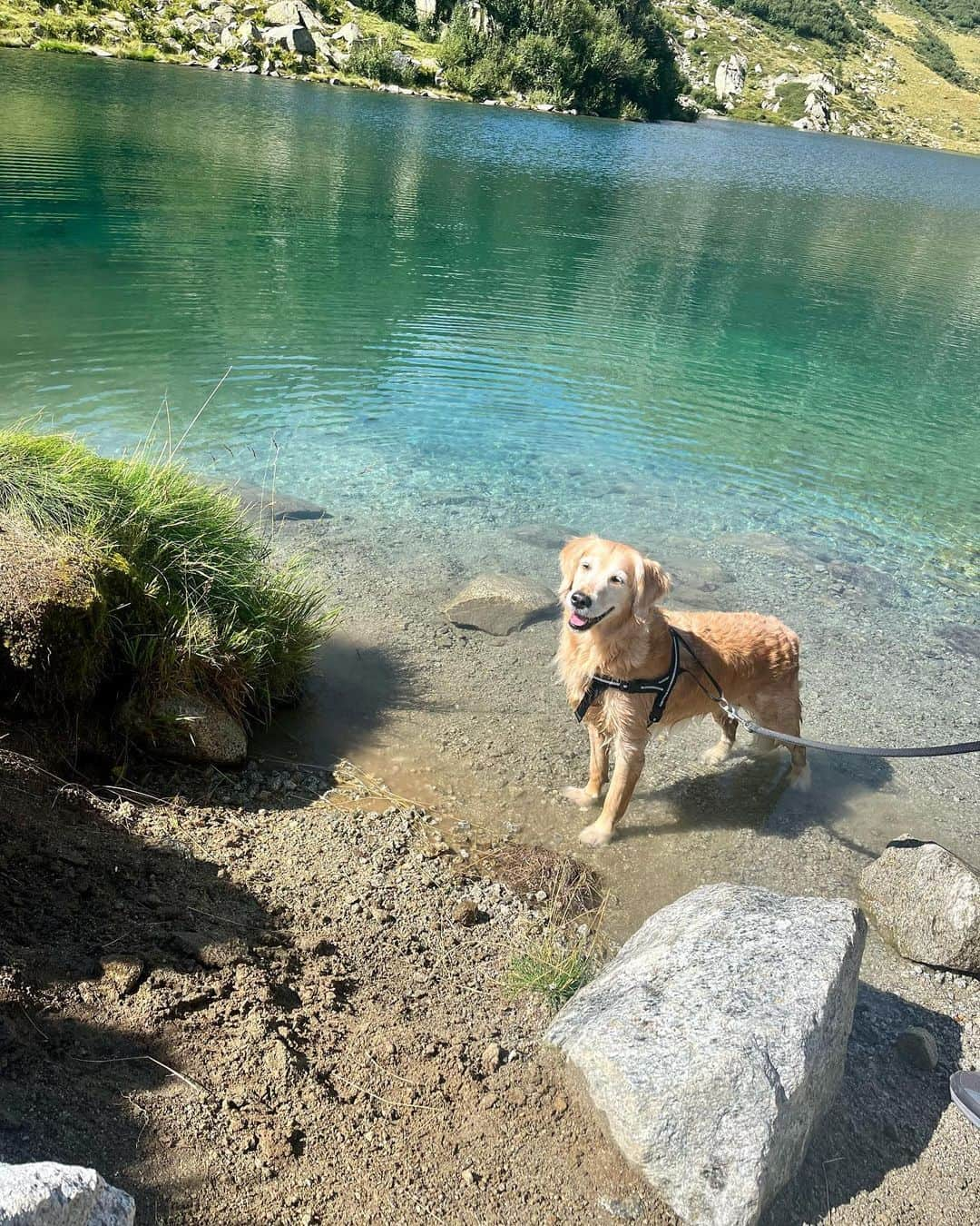 ララ・モリさんのインスタグラム写真 - (ララ・モリInstagram)「📍Giro dei 5 laghi, Madonna di Campiglio. 🦮🥾🗻✨🌦️🩵」8月18日 2時18分 - larina26