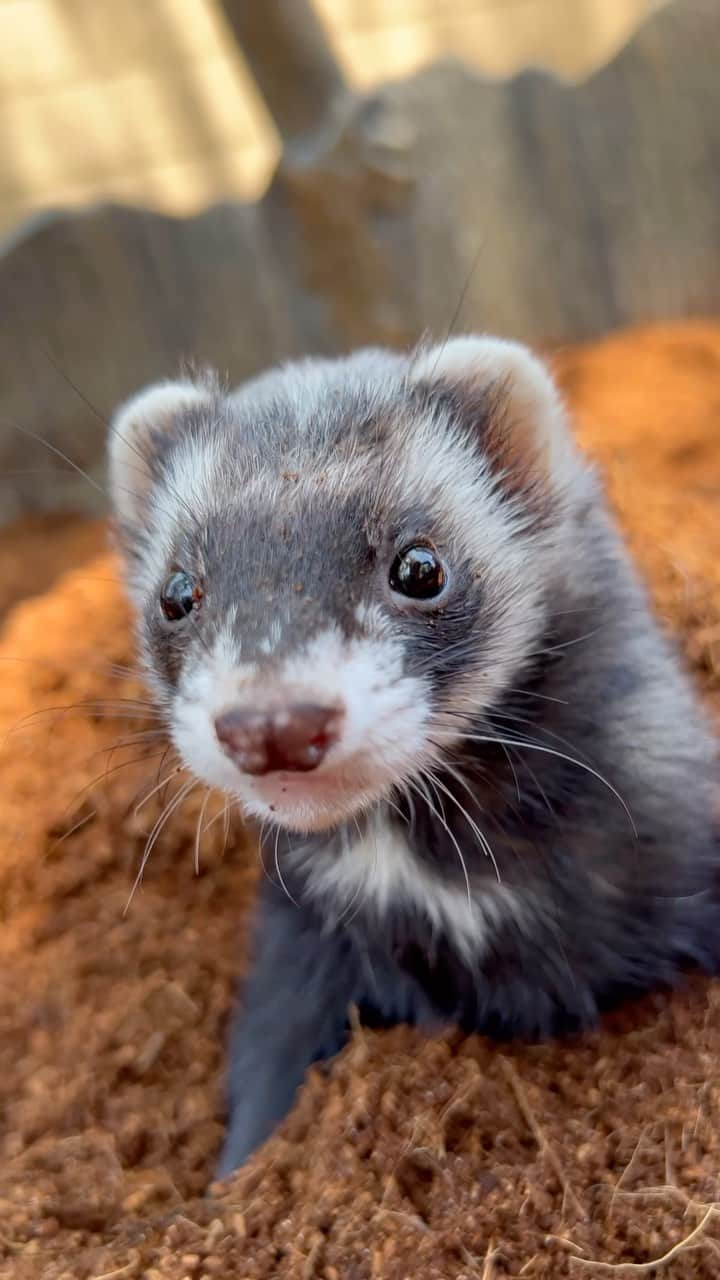 San Diego Zooのインスタグラム：「Clean screen checkpoint 👅  #Ferret #FerretGram #ScreenCleaning #SanDiegoZoo」