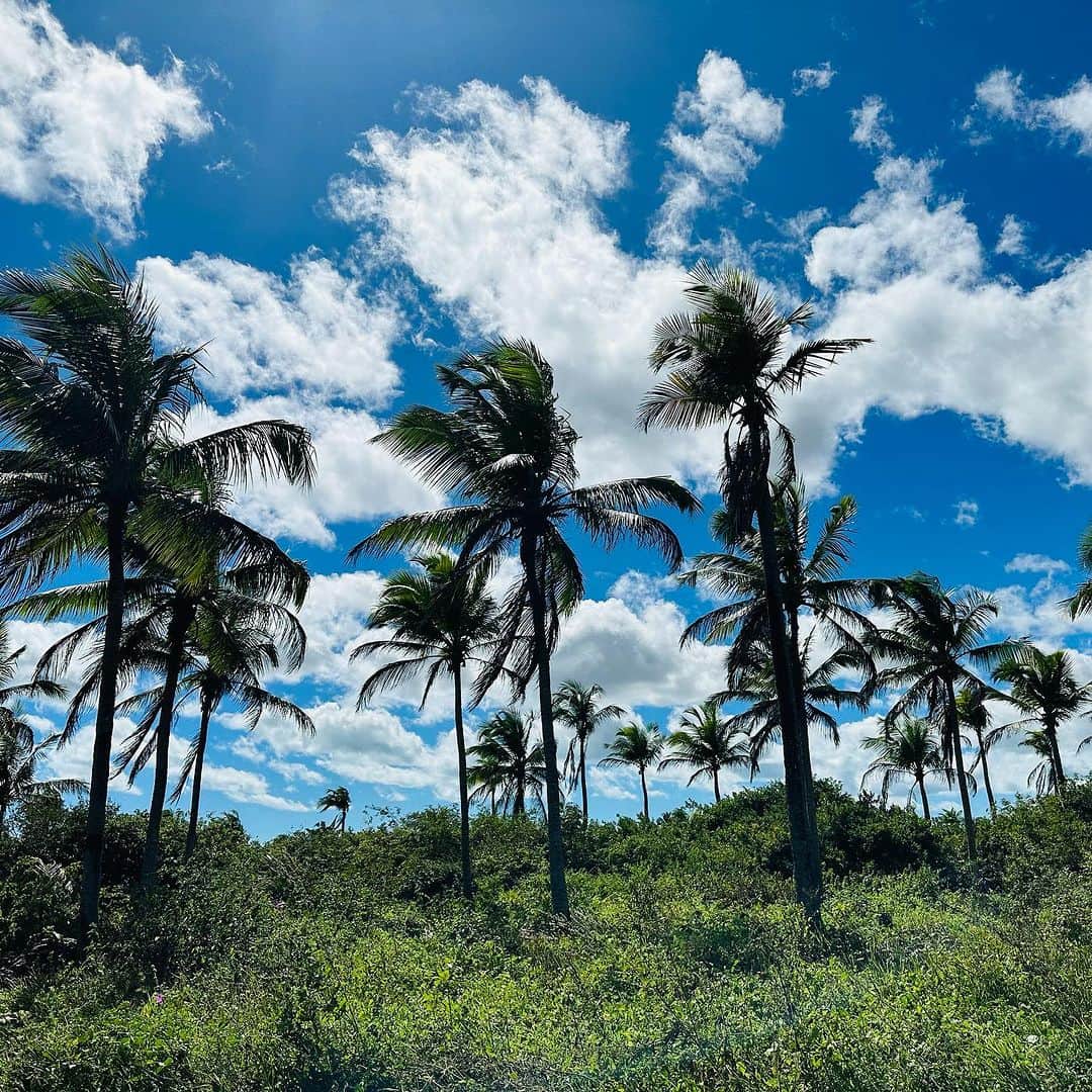 Vita Coco Coconut Waterのインスタグラム：「Olá 🇧🇷 We’re excited to share that our social and environmental impact program—The Vita Coco Project—will be expanding to Brazil!  The mission of the program has always been to empower farming communities like ours and help restore local ecosystems from regions where we get our coconuts, like Sri Lanka and the Philippines.  We’re honored to work with local nonprofit partners on the ground who will be helping reforest some of Brazil’s most biodiverse land.  All these efforts will contribute to our Seedlings for Sustainability initiative, our pledge to distribute 10 million seedlings and trees across the globe by 2030. Link in bio for more info!」