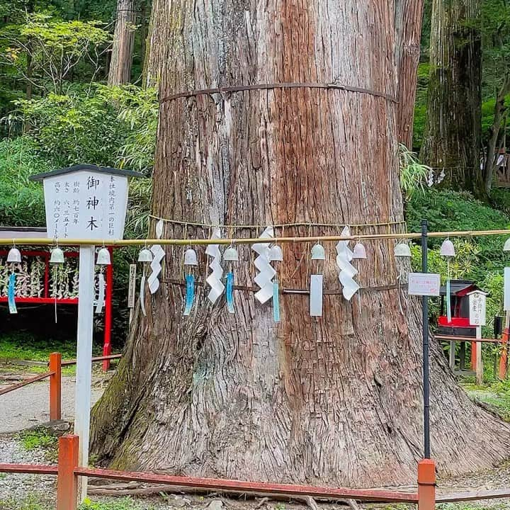 七瀬美月のインスタグラム：「滝に感動した😭 今まで見た滝で1番だった🌿😆🌈🌳 動画では伝わらない大迫力😆🩵🩵 1分間母にテレビ電話して見せたげた😆📱  最後の動画の御神木の下には 四葉のクローバーが沢山あって素敵だった🍀🥰  #華厳の滝#大迫力#taki #日光観光#栃木県#🩷 #お盆#りんこ#Japan#🇯🇵 #御神木」