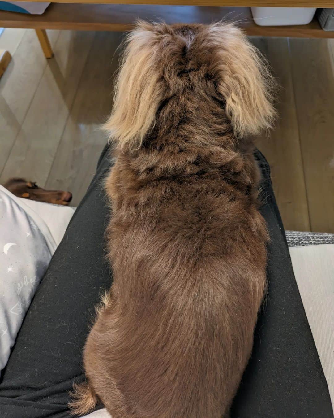 くるみんのインスタグラム：「* 私の膝でちんまりとフセしてる、あずきちゃん。 あずきちゃんって、ダックスらしい長さが無くギュッと詰まってる感じ💓 左足元にチラっとひまりちゃんも写り込み  ②正面のお顔も載せなきゃね  #カニンヘンダックスフント #カニンヘンダックス多頭飼い #カニンヘンダックスの日常 #カニンヘンダックス #カニンヘン #カニンヘンダックスチョコタン #カニンヘンの会 #カニンヘンダックスフンド #チョコタンダックスフント #チョコタンダックスフンド #チョコタンダックス #チョコタン #ダックス多頭飼い #ダックスフントカニンヘン #ダックスフント #ダックスフンドチョコタン #ダックスフンドカニンヘン #ダックス部 #ダックス #ダックスフンド #ダックスの日常 #ダックス短足部 #いぬバカ部 #いぬすたぐらむ #短足部 #dachshund #dachs #dogstagram #dog #instagramdogs」