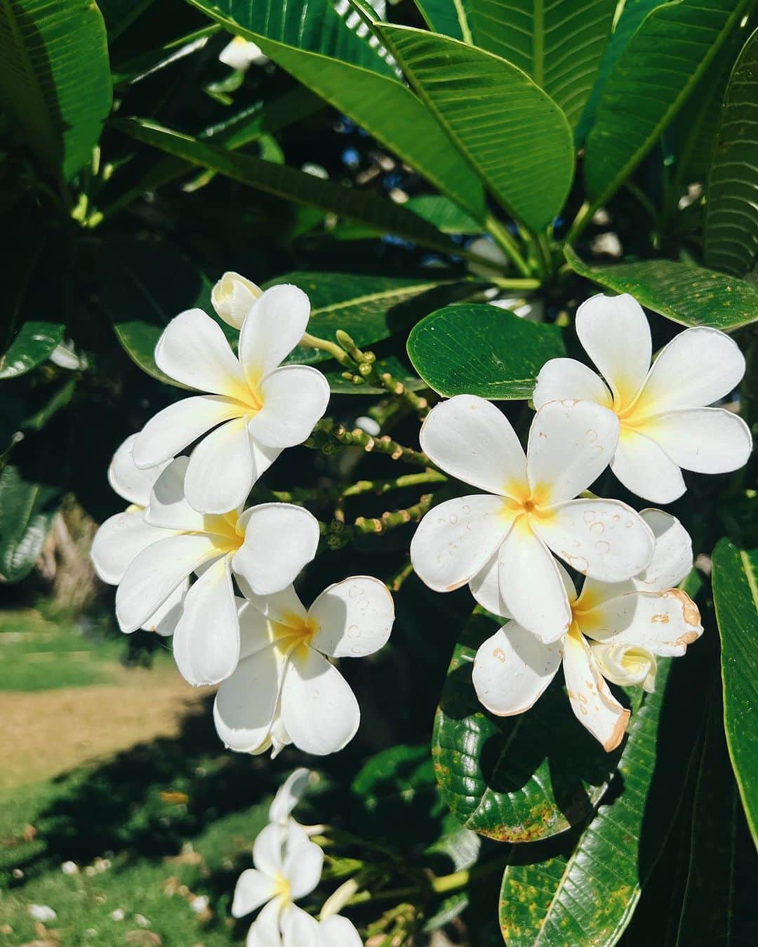 ケリーのインスタグラム：「𝘏𝘢𝘸𝘢𝘪𝘪𝘢𝘯 𝘍𝘭𝘰𝘸𝘦𝘳 𝘗𝘭𝘶𝘮𝘦𝘳𝘪𝘢🌺  ハワイで愛される花プルメリア🤍 甘い香りが癒されます😌」