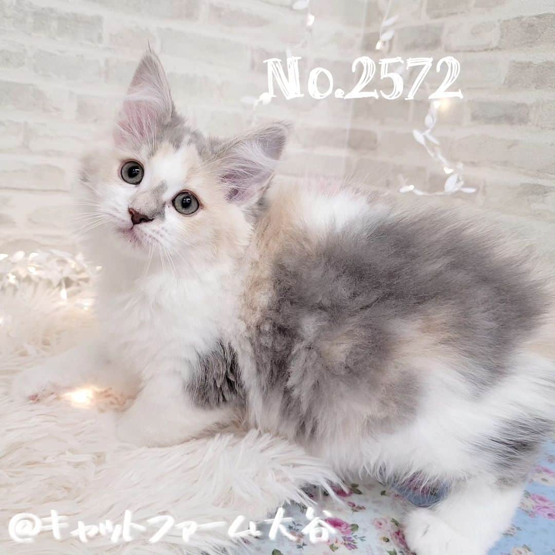 マンチカン(munchkin)キャットファーム大谷のインスタグラム：「ご紹介中のサイベリアンの女の子です♥️  とっても可愛くておっとりさん🍀😌  ﾟ+*:;;:*　*:;;:*+ﾟ　ﾟ+*:;;:*　*:;;:*+ﾟ  お店は、月・木曜日が定休日です。 現在、完全予約制になっておりますので ご来店される際はお店へお電話かメールにてご連絡くださいませ🙇‍♀️  お待ちしております🎵  ﾟ+*:;;:*　*:;;:*+ﾟ　ﾟ+*:;;:*　*:;;:*+ﾟ  #キャットファーム大谷#まんちかん#マンチカン#ネコ#こねこ#にゃんこ#猫ちゃん#ねこ部#ニャンスタグラム#猫#ねこ#子猫#モフモフ#モフモフねこ#ミヌエット#短足#ねこすたぐらむ#愛猫#かわいい#ふわもこ部#猫のいる暮らし#マンチカンブリーダー#ミヌエットブリーダー#cat#catsgram #catsofinstagram#instacat#picneko」