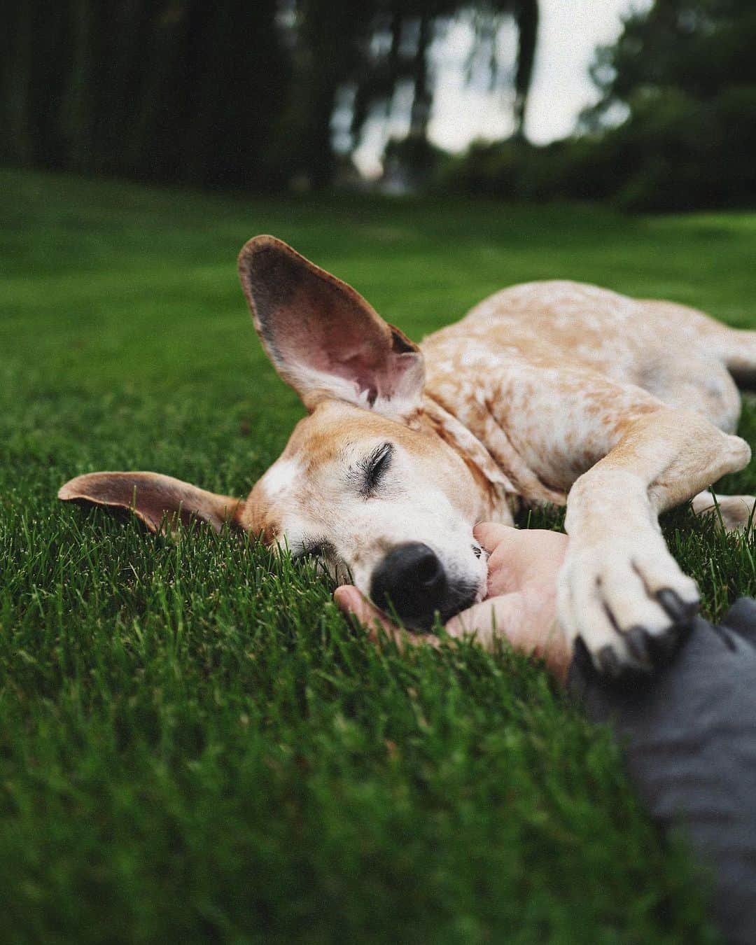 マディさんのインスタグラム写真 - (マディInstagram)「Plz note how sweet this speckled puppy is 🐶⁣ ⁣ After way too many weeks of being sick alone in Montana (but with some amazing help from neighbors) it was time to go spend quality time with family, chasing all the simple moments of dinners and nephew soccer games.  ⁣ For all my adult life we were chasing beautiful places, life on the road, and even built some houses in lovely spots….but after getting sick it’s for sure reboot my brain⁣ ⁣ The idea of giving up a beautiful home and view in the mountains to live in the suburbs to be close to family doesn’t make my stomach spin for the first time ever⁣. That’s a thing  ⁣ I suppose turning 40 and getting a glimpse at death will do that to ya ✨」8月18日 7時40分 - thiswildidea