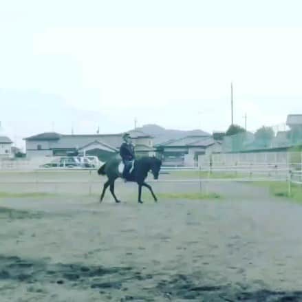 宮原将護のインスタグラム：「お馬」