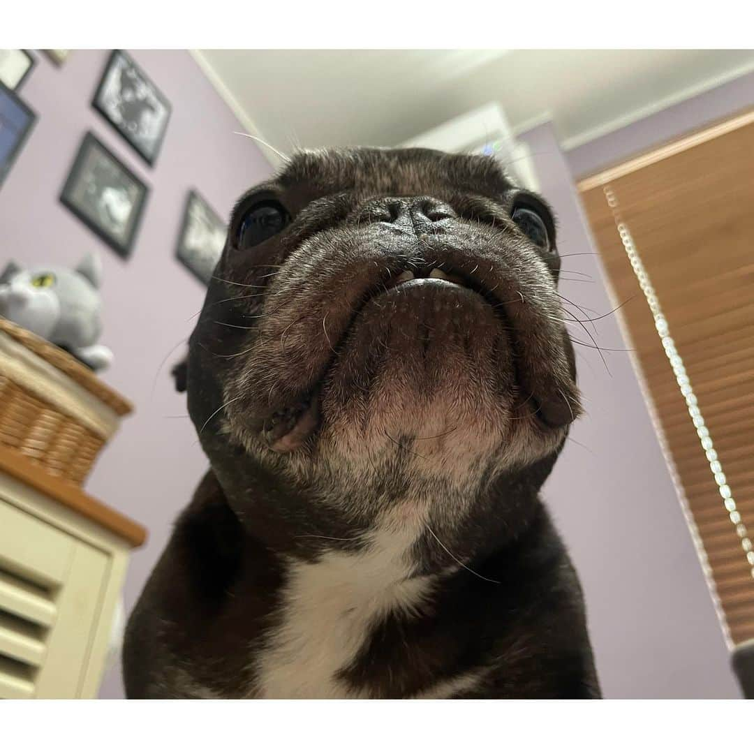 水沢史絵のインスタグラム：「この角度のもっちゃんほんとにかわいい セミみたい！   #frenchbulldog  #フレンチブルドッグ  #おいもちゃん」