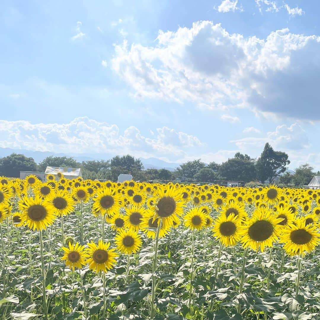 北条桃のインスタグラム：「行ってみたかったひまわり畑🌻 夏休みらしいことが出来て良かった☺️」