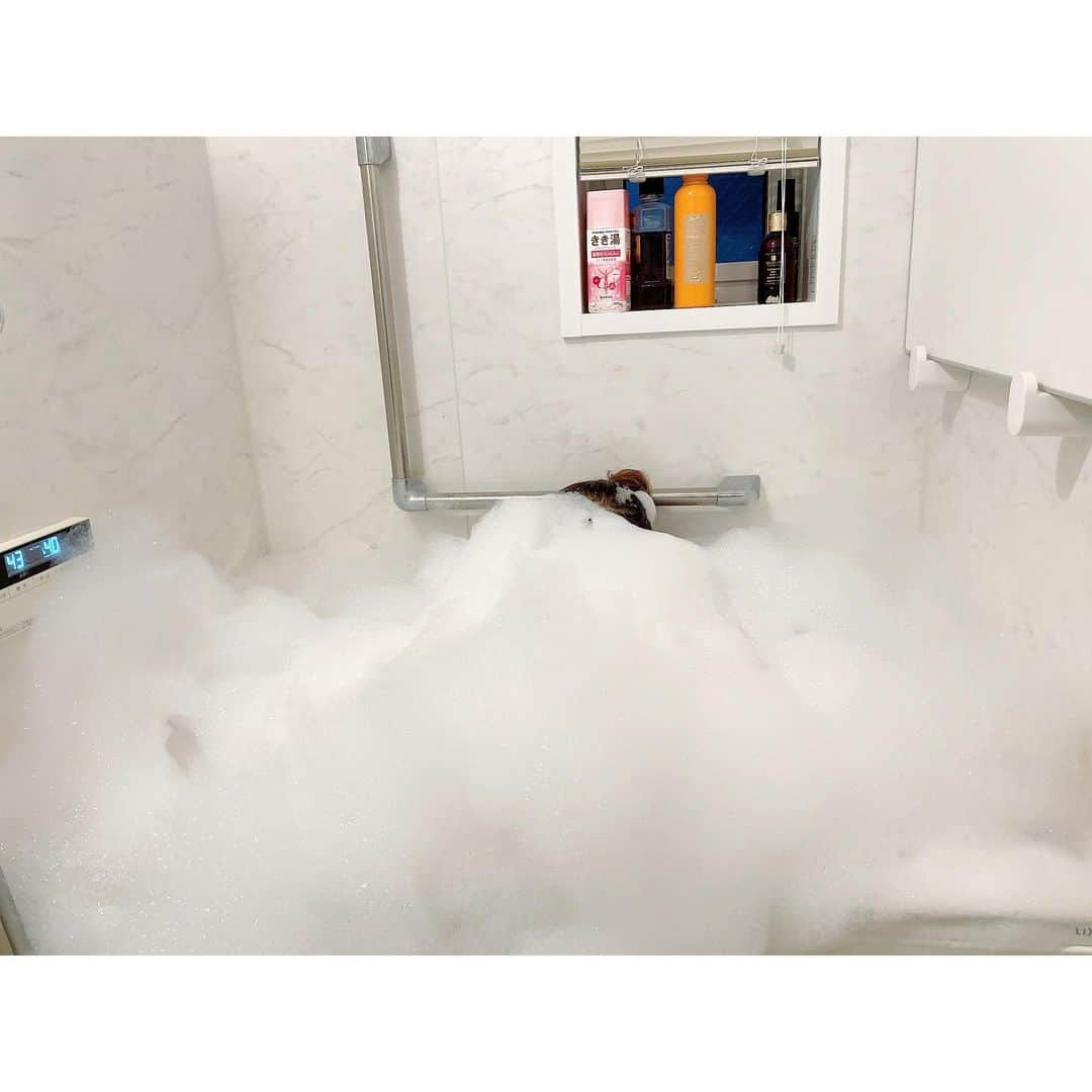 中川翔子のインスタグラム：「しようこを探せ‼️ YouTubeもみてね❣️   #泡風呂  #風呂  #bathroom  #youtube  #中川翔子  #しょこたん」