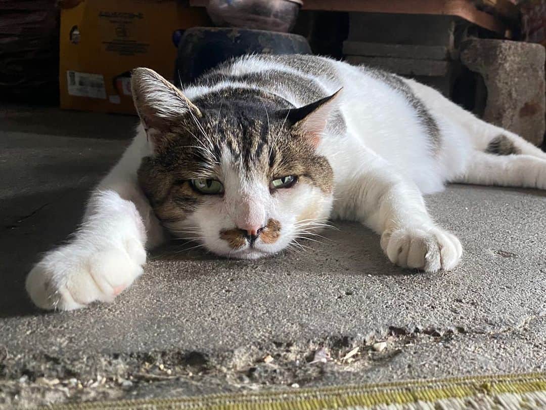 土肥美帆さんのインスタグラム写真 - (土肥美帆Instagram)「😺 ☀︎ タレケンジ  暑くて思考停止です。 （私が）  今日もご機嫌な1日をだべや (=-ω-=)🍀  【お知らせ】 8月29日 19:00〜20:10 FUJI FILMオンラインセミナー 思い出をカタチに！ 『ボス猫ケンジから学ぶ　猫の写真の楽しみ方』 無料になりますので、 ぜひチケットゲットしてご視聴ください。 URLをプロフィールに貼っておきます。  ㊗️2023年9月新刊 『みんなケンジでご機嫌だべや』河出書房新社より発売決定✨」8月18日 11時12分 - big_face_cat_kenji