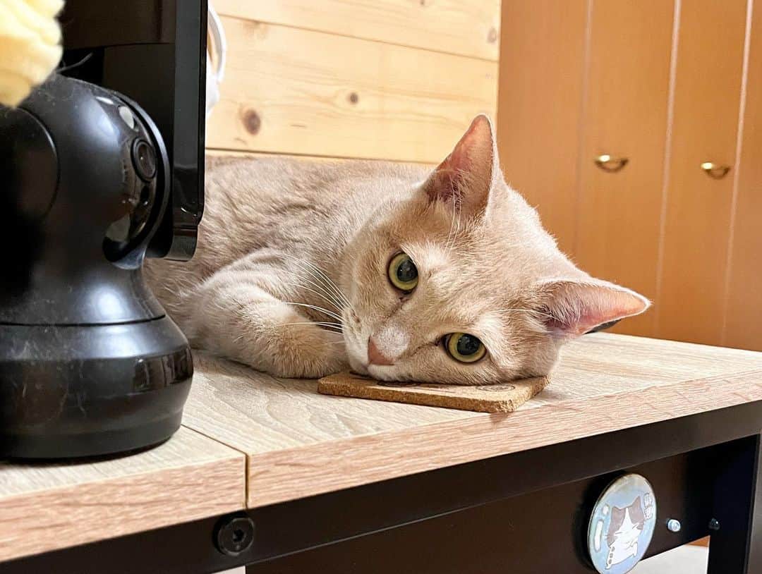 ひのき猫のインスタグラム：「ひのきちゃん、どこでwww  ・ ・ ・  #ひのき猫  #ひのき  #寝床  #かわいい猫  #猫との生活  #ねこのいる生活  #猫部  #にゃんすたぐらむ  #cat  #catstagram  #cutecats」