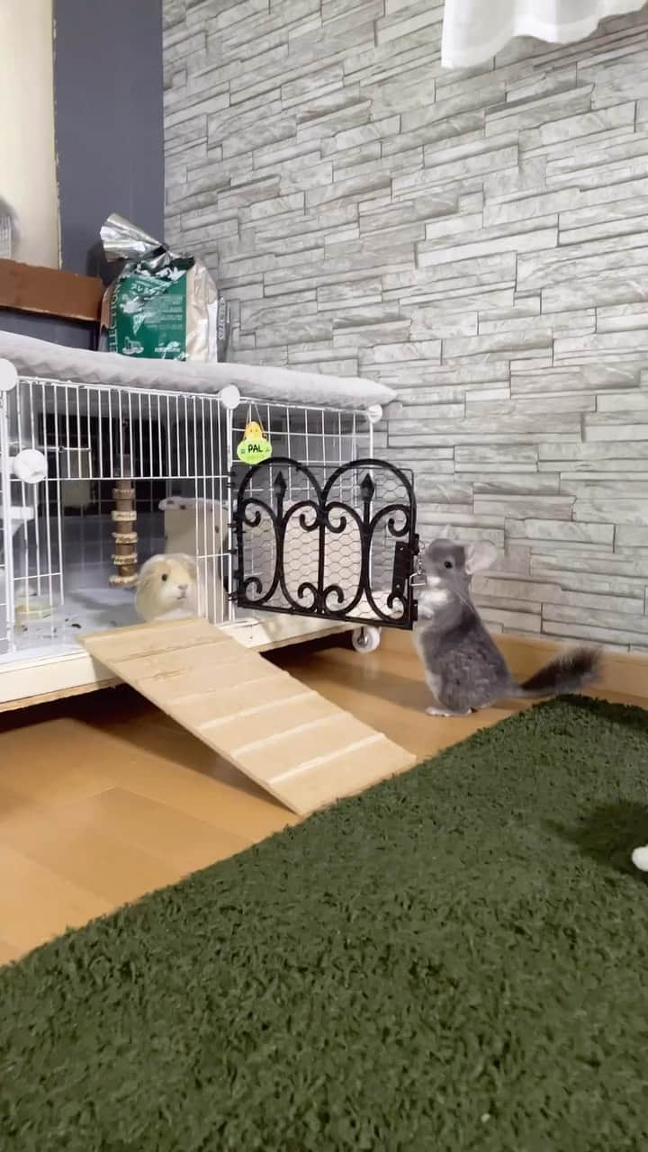 hamster_mocoのインスタグラム