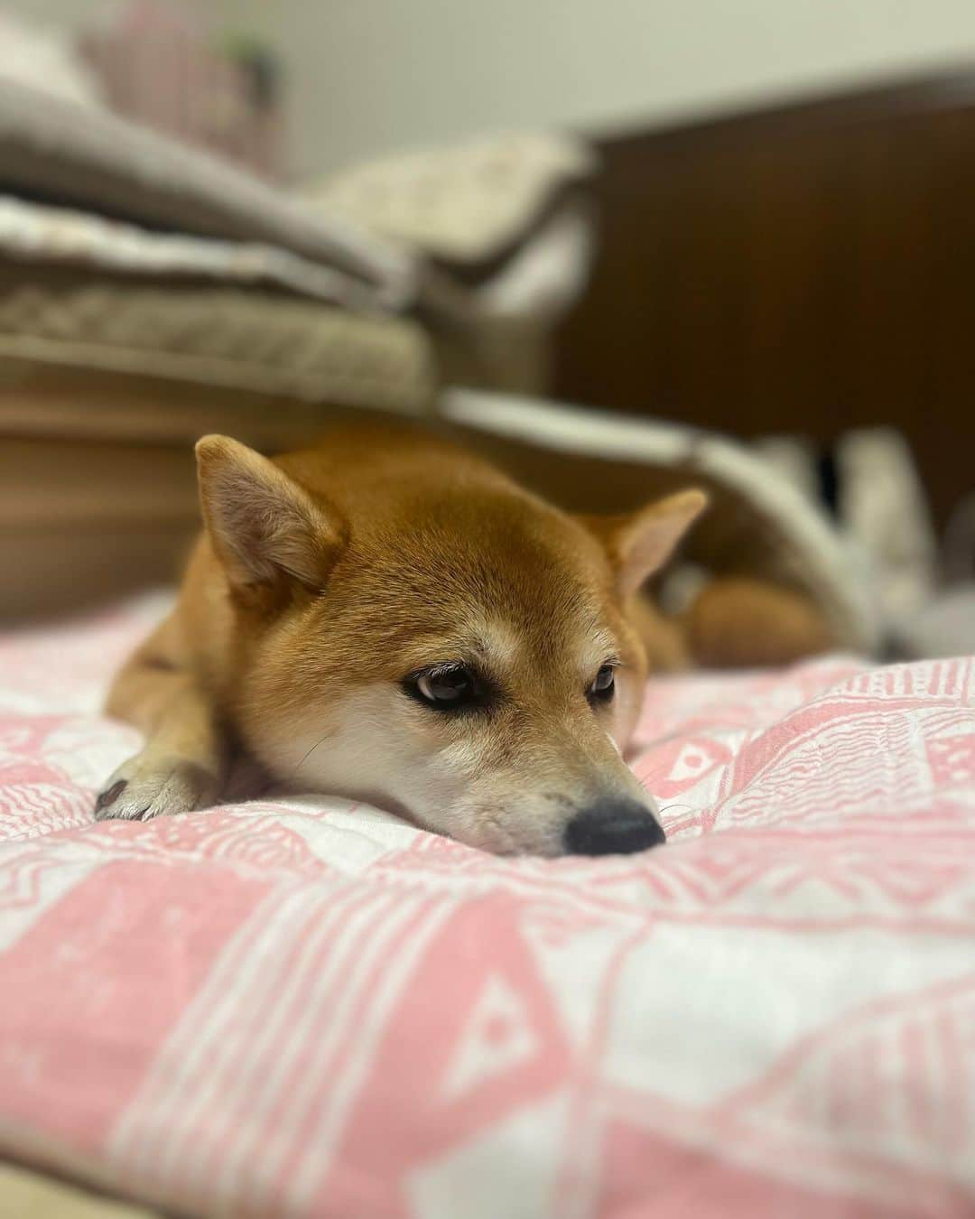 崎本ゆかりさんのインスタグラム写真 - (崎本ゆかりInstagram)「🌿 河川敷までお散歩♩ とってもリラックスした様子で 見てて癒されました🥰 台風で退屈な時間があった分、この日は思う存分楽しんだみたい✨ 可愛いなぁ…💓💓💓  🫶🏻  #親バカ #豆柴 #柴犬 #甘えん坊 #内弁慶 w #犬好き #家族 #お散歩 #思い出 #夏休み 🌻🐕💛」8月18日 13時47分 - yukariiiin5