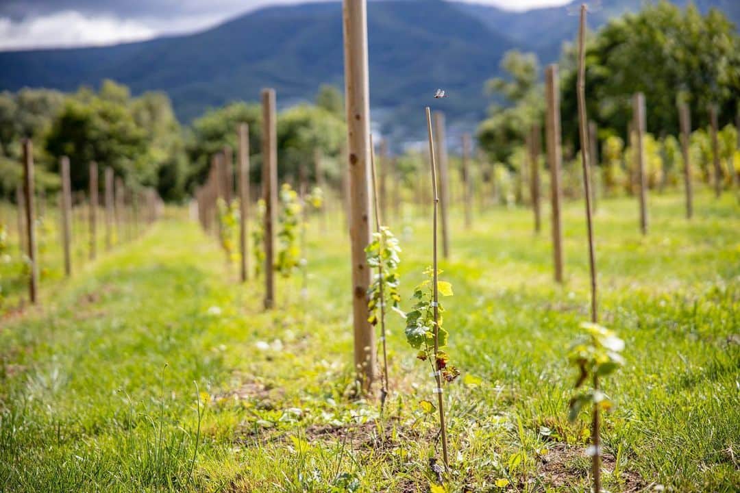 都倉賢さんのインスタグラム写真 - (都倉賢Instagram)「8/31をもちまして僕の5年間にわたるワイン事業が一つの大きな節目を迎え、ビジネスパートナーの金田に都倉ワイナリーを譲渡する事になりました。5年前、僕は新たな挑戦として、北海道の仁木町で「都倉ワイナリー」を立ち上げました。その5年間を振り返り、これからの展望について語りたいと思います。 ⁡ まず、このワイン事業を始めるきっかけとなったのは、ビジネスパートナーである金田との出会いでした。彼と初めて食事を共にした時、お互いの熱意がぶつかり合い、その場で熱く握手を交わしました。その瞬間が、僕のワイン造りのスタートでした。彼との出会いは、僕の人生において大きな転機となりました。 ⁡ そして、1年後。僕たちは初めてのワイン「KAERIZAKI2019」をリリースしました。ぶどうの一粒一粒を手で摘み取り、自分の足で踏みながらワインを造る過程は、とても大変でしたが、それ以上に楽しく、そして何よりも達成感に満ちていました。SNSを通じて、多くの方々が「KAERIZAKI2019」を色々なシーンで飲んでいて、それぞれの方が、どんなシーンで僕たちのワインを楽しんでいるのか、その背景にはどんな物語があるのかを知り、僕のワインがみなさんの思い出や経験に寄り添っていることを感じ、本当に嬉しく思いました。 ⁡ しかし、この5年間での挑戦は、決して楽なものではありませんでした。僕は大阪や長崎に住んでいたため、北海道の畑には頻繁に通うことができませんでした。それでも、サッカーの練習や試合の合間を縫って、時には日帰りで北海道に足を運び、ワイン造りに励んでいました。地元の方々や仲間の協力もあり、多くの困難を乗り越えてきました。 ⁡ サッカーというスポーツを通じて得た経験や価値観は、ワイン造りにも大きく影響を与えました。サッカーでの失敗や成功、そしてその中での成長は、ワイン造りの中でも同じように感じられました。新しいことに挑戦する勇気や、トライ&エラーを繰り返しながらの学びは、サッカーとワイン、両方での経験として僕の中に刻まれています。 ⁡ 5年のワイン事業を終え、僕は都倉ワイナリーを金田に譲渡することを決意しましたが、ワインに込めた情熱や思いは、これからも変わることはありません。 ⁡ 最後に、僕の経験を通じて、新しいことに挑戦しようと考えている方々に伝えたいことがあります。挑戦することの価値や、その過程での経験は、何ものにも代えがたいものです。もし、僕の話がそんなあなたの挑戦を後押しするきっかけとなれば嬉しいです。  そして最後になりますがここまで共に歩んできてくれた金田には感謝してもしきれません。本当に有難う！！！  ⁡ また本日から感謝の気持ちを込めまして6本以上お買い上げの方に、【熱いメッセージ入りのサイン色紙】をプレゼントいたします。 1枚1枚心を込めて書きますので、ワインと別々に届きますがお楽しみにお待ちくださいませ😍 ⁡ クーポンも発行しましたので是非お使いください！！！ 10%引きになるクーポンコードです→【 thankyou 】購入する際、こちらのコードを入力してください。  ご購入はインスタのプロフィールページのURLから都倉ワイナリーのECサイトへアクセスしてください！  沢山のみなさんにサイン書けるのを楽しみにしております😍  https://tokurawinery.official.ec/」8月18日 14時27分 - tokuraken
