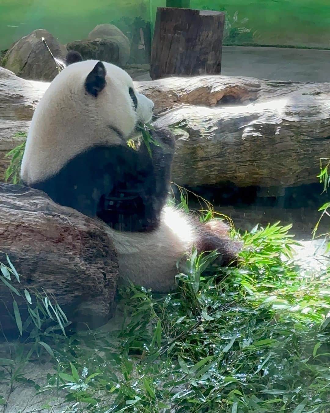 佐井祐里奈さんのインスタグラム写真 - (佐井祐里奈Instagram)「パンダ 🐼  #台北私立動物園  #台北動物園  朝一番で動物園へ😚 お目当ては、パンダ🐼 そして、ミーアキャット❣️  こんなにゆったりのんびりパンダ🐼が見られるなんて…ってくらい余裕を持ってパンダ観察ができて感激🤩  ミーアキャットも可愛かったなぁ😍  動物園好きとしてはまたリピートしたい🔁  最高でした😚❤️  #台湾　#台湾観光 #台湾旅行 #台湾子連れ旅」8月18日 14時51分 - yunna_s31