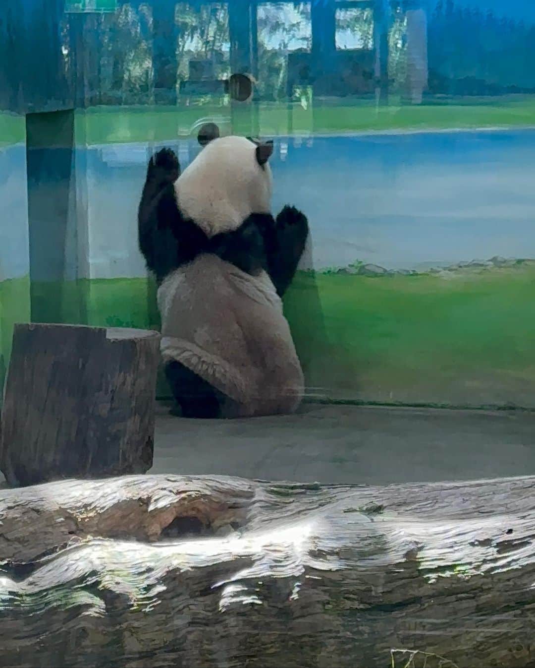 佐井祐里奈さんのインスタグラム写真 - (佐井祐里奈Instagram)「パンダ 🐼  #台北私立動物園  #台北動物園  朝一番で動物園へ😚 お目当ては、パンダ🐼 そして、ミーアキャット❣️  こんなにゆったりのんびりパンダ🐼が見られるなんて…ってくらい余裕を持ってパンダ観察ができて感激🤩  ミーアキャットも可愛かったなぁ😍  動物園好きとしてはまたリピートしたい🔁  最高でした😚❤️  #台湾　#台湾観光 #台湾旅行 #台湾子連れ旅」8月18日 14時51分 - yunna_s31