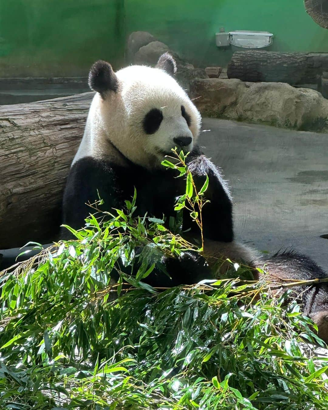 佐井祐里奈のインスタグラム：「パンダ 🐼  #台北私立動物園  #台北動物園  朝一番で動物園へ😚 お目当ては、パンダ🐼 そして、ミーアキャット❣️  こんなにゆったりのんびりパンダ🐼が見られるなんて…ってくらい余裕を持ってパンダ観察ができて感激🤩  ミーアキャットも可愛かったなぁ😍  動物園好きとしてはまたリピートしたい🔁  最高でした😚❤️  #台湾　#台湾観光 #台湾旅行 #台湾子連れ旅」