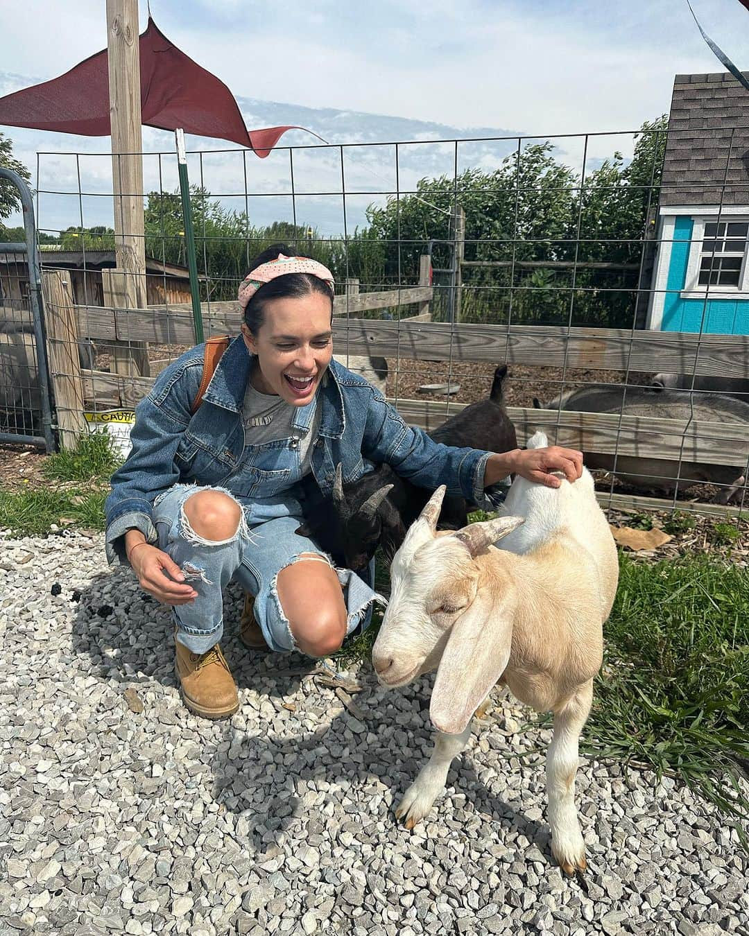 トーレイ・デヴィートのインスタグラム：「My new babies have made it home! ❤️  Say hello to Pip and Squeak, my new rescue goats. They are the sweetest little loves who are so personable and social!  I couldn’t be more excited to add them to my ever-growing farm family.   I also could not be more excited about where I rescued them from. @oinkingacresfarm is such a gorgeous sanctuary for farm animals. They focus on taking in and caring for any surrendered or found animals in the area. They are extremely diligent in the adoption process, making sure their animals go to safe, loving homes! It was so cool getting to go there and meet the founder of the sanctuary, Olivia, and her incredible staff and volunteers! (Olivia started this sanctuary when she was just 16! 😱)  Animal rescue isn’t just for in-house pets, it’s for all animals! Always remember to #adoptdontshop when looking for your own newest family members.   If you’re in the area, check out @oinkingacresfarm and give them a visit!  You can also check out their website to see all the incredible work they are doing ! 😘 (No, I didn’t get the pig that’s pictured here … yet…. 🤔 😂😍)」