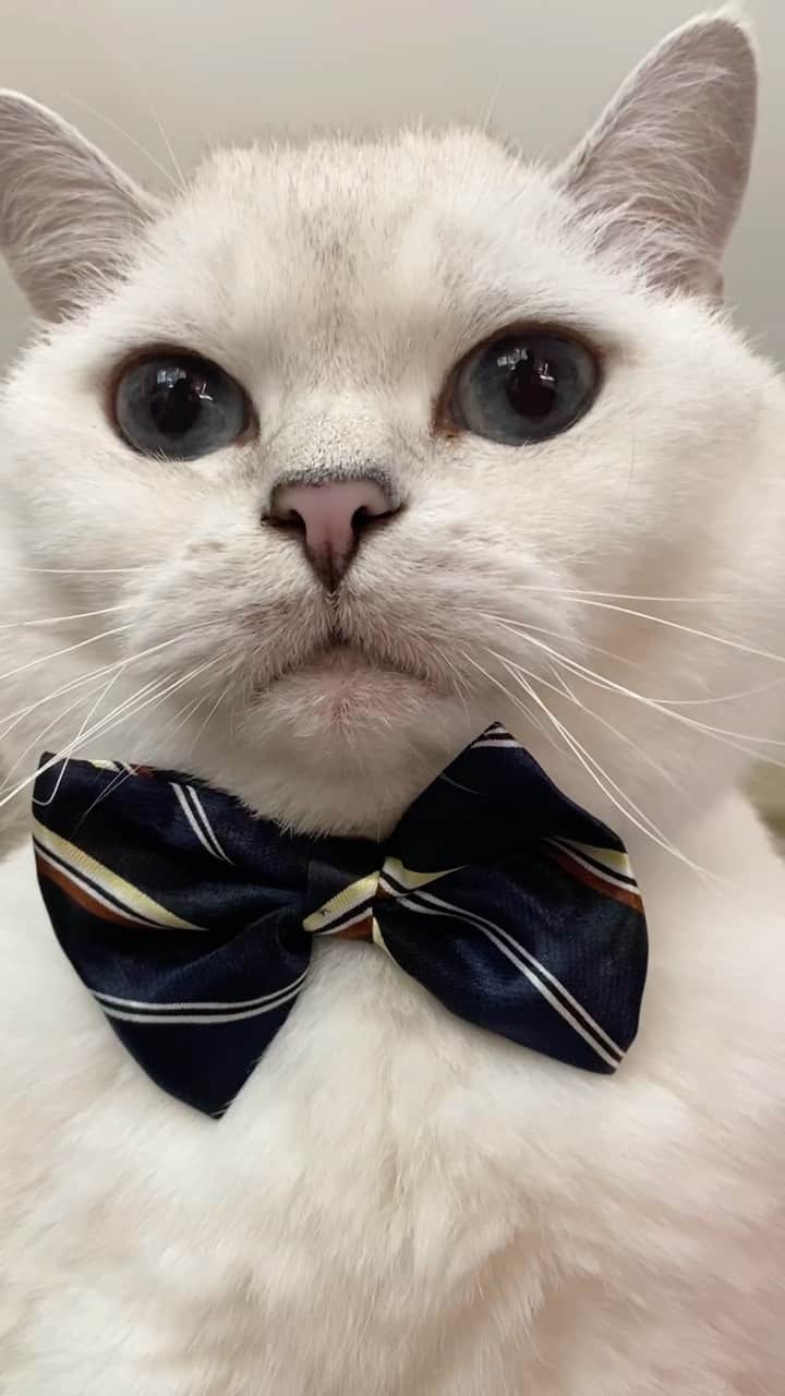ミスター・ホワイトのインスタグラム：「When you’re all dressed up with nowhere to cat-tually go! 😆🎩   #cats #cat #love #catsofinstagram #coffee #coffeecat #iloafyou」
