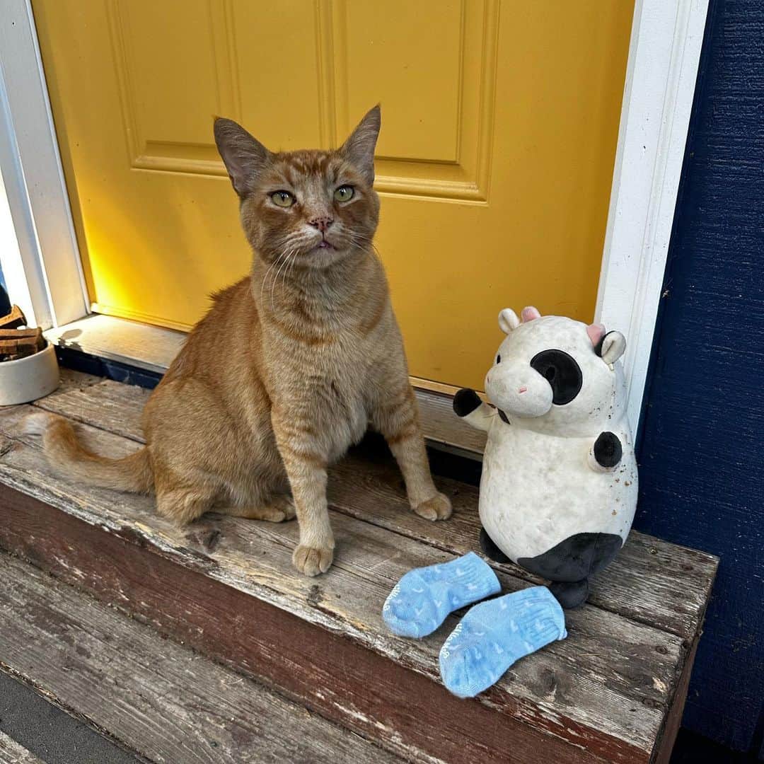 Snorri Sturlusonのインスタグラム：「STOLEN: cow stuffie and 2 baby socks. Nights 8/16 and 8/17. Lots of items being deposited in the yard, I might move the ring camera. #snorrithecat #kleptokitty #catburglar #pbw #catsofinstagram #hillsborooregon #cows」