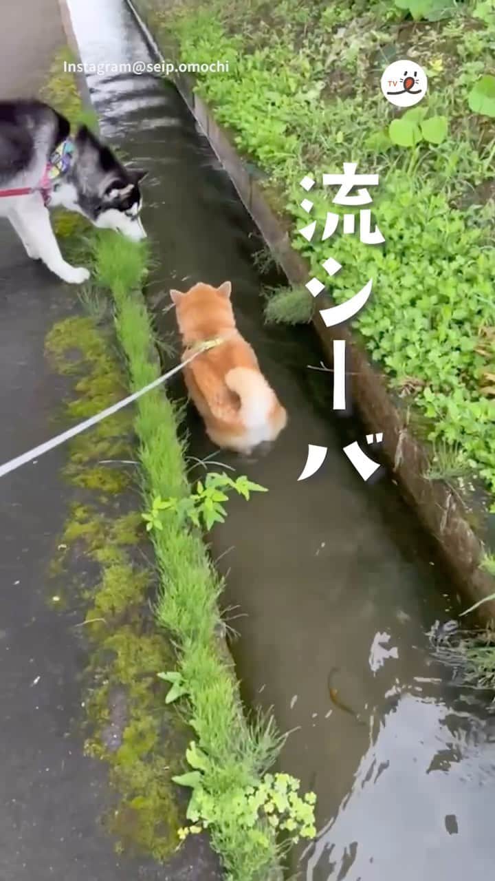 PECO いぬ部のインスタグラム：「「すいすい～～～🐕」  ㅤㅤ 今回素敵な投稿をしてくださったのは… @seip.omochi さん（柴犬：おもちくん、ハスキー：おこめくん） 他にも素敵なお写真がたくさんあるので ぜひ遊びに行ってみてね♪ ㅤㅤ ㅤㅤ ㅤㅤ 〖 #pecoいぬ部（ #ペコねこ部 ） 〗をつけてご投稿いただくと PECOのSNSで楽しくご紹介させていただきます😋 フォロー&コメントお待ちしています✨ ㅤㅤ ㅤㅤ  ============================== @pecodogs（ @pecocats ）☚YouTubeでも可愛いワンコ（ニャンコ）紹介中🐶💕 ==============================  #犬のいる暮らし #犬部 #犬好きな人と繋がりたい #dogstagram #doglover #멍스타그램 #개스타그램 #柴犬 #shibainu #流れに #身を任せて #流シーバ #夏の醍醐味」