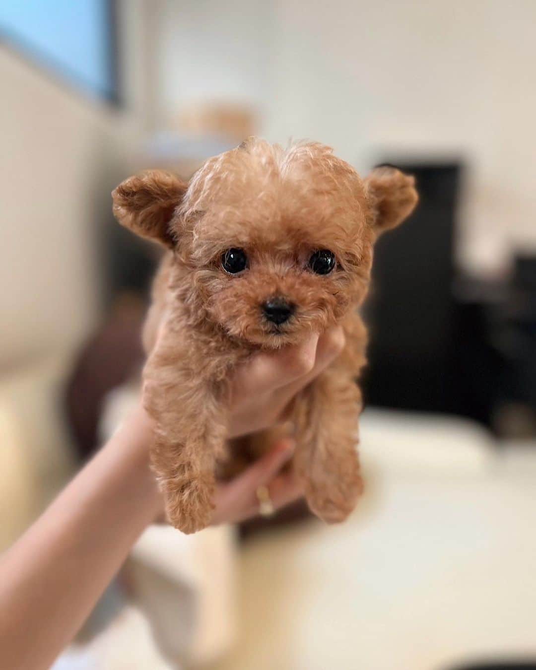 堀江聖夏のインスタグラム：「⌇‎ご報告♡♡ ⁡ 家族が増えました🐶✨✨ ⁡ お名前は ⁡ "アンデスくん"男の子です𓂃  (アンくんと呼んでください♡) ⁡ 令和5年5月5日に産まれてきてくれました.ᐟ.ᐟ ⁡ もうすでに、と〜っても溺愛してますが これから一緒に色んなところに行って 思い出を作っていきたいと思います💓 ⁡ 犬ちゃんお友達になってくださいヾ(´｡••｡`)ﾉ  ⁡ ________________________________ #トイプードル #toypoodle #愛犬 #犬 #トイプー #dog #poodle #トイプードル男の子 #3ヶ月」