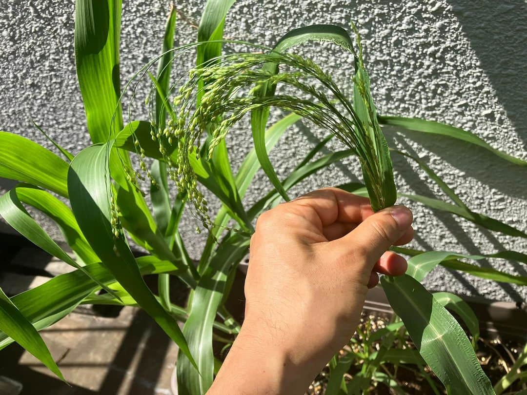 谷崎テトラのインスタグラム：「渋谷のベランダプランターの雑穀が穂ををつけはじめました。台風の雨風を乗り越えて育った種は実りへとつながります。きび、もろこしが穂をつけ、おかぼやはと麦もすくすくと育っています。」