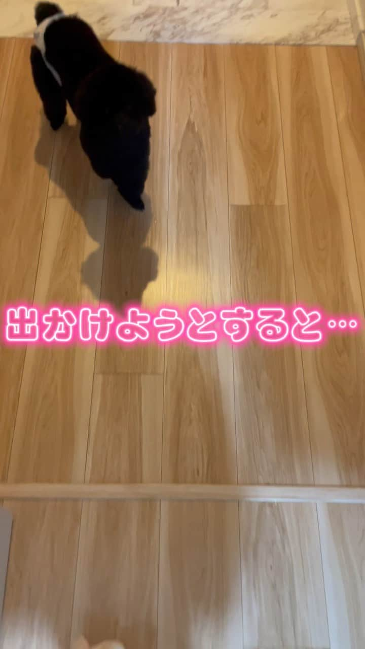 黒宮ちはやのインスタグラム：「ツンデレなミコちゃん🐶🤣🖤🩷 愛おしくてたまらない お仕事行けなくなっちゃうう🥺  #犬 #愛犬 #愛犬家 #愛犬との暮らし #愛犬との時間 #犬のいる暮らし #いぬすたぐらむ #いぬのきもち #犬スタグラム #犬バカ部 #トイプードル #黒トイプードル #女の子 #トイプードル女の子 #トイプードル部 #可愛い愛犬 #可愛い #ペット #ペットスタグラム #ペット大好き #愛おしい #愛おしい我が子 #わんこ #わんこのいる生活 #わんこ部 #わんこなしでは生きていけません会 #わんこは家族 #わんこ大好き #わんこと一緒 #わんこと暮らす幸せ」