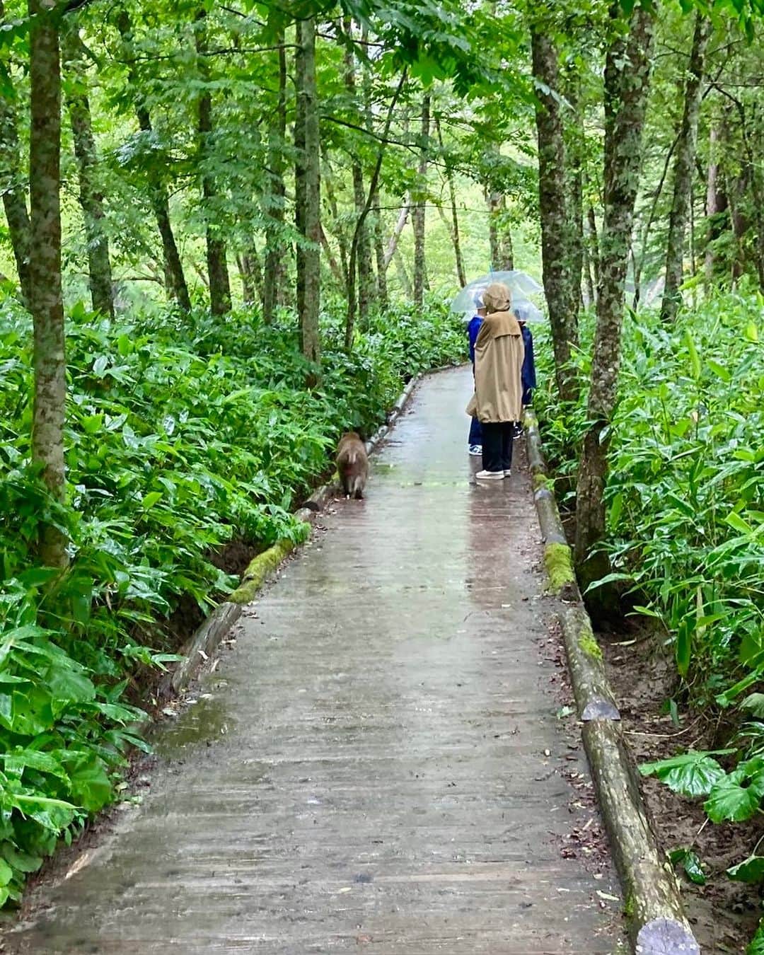 森田麻恵さんのインスタグラム写真 - (森田麻恵Instagram)「🌿🪺☔️🌿💠🐒  両親と一緒に上高地トリップ！  1日目は小雨の中を  途中、サルとすれ違ったりしながら散策。  しばらすると雨も上がって、 息子たちは石投げに夢中。 母も、一生懸命平らな石を探していましたw  雨上がりの森の匂いって、どこか懐かしくていい香り🦎  #夏休み #上高地 #summervacay  #familytrip」8月18日 18時31分 - morita_mae
