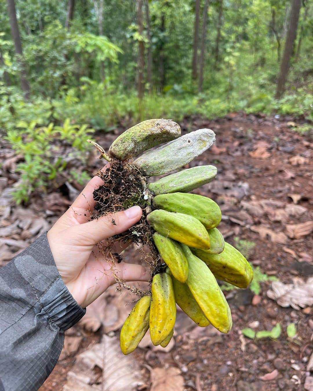 Amata Chittaseneeさんのインスタグラム写真 - (Amata ChittaseneeInstagram)「Loving life and living life in contrast because we are #ถิ่นนิยม 🍄 Mother Nature allows us to grow, to learn and to love. In #Chiangdao we forage food from the forest and it’s mushroom season! 😍🧡🌳 #tinniyomclassroom #chiangdaoclassroom #tinniyom #แก้งค์ถิ่นนิยม #เชียงดาว #thailand  ใครสนใจไปทริปเรียนรู้กับพวกเรา เตรียมตัวสำหรับปีหน้าได้เยยยยยย ❤️‍🔥」8月18日 18時48分 - pearypie