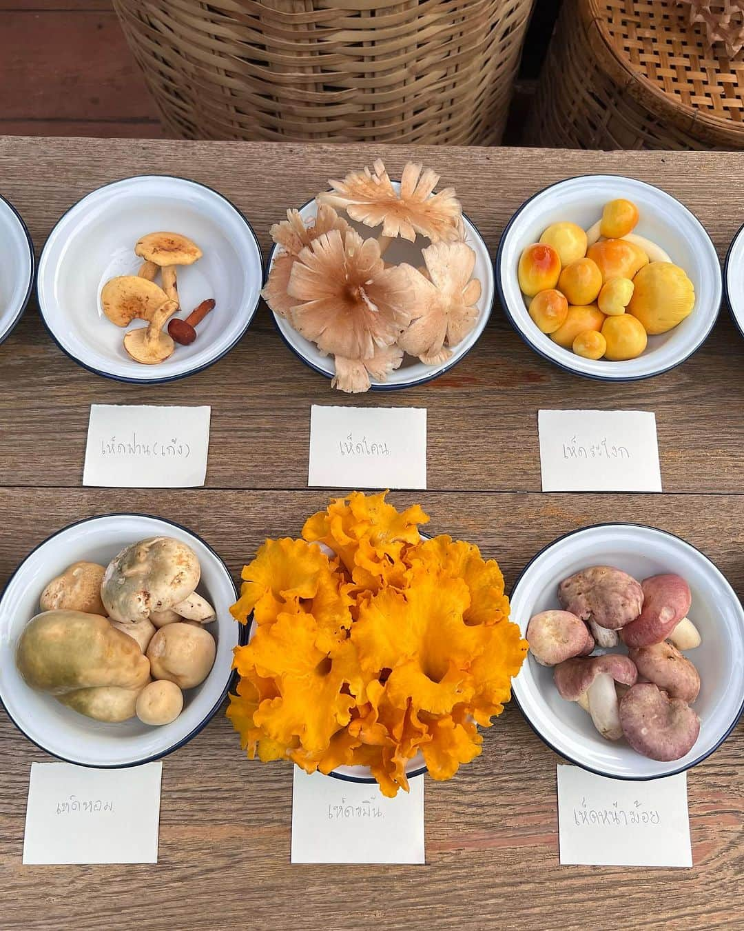 Amata Chittaseneeのインスタグラム：「Loving life and living life in contrast because we are #ถิ่นนิยม 🍄 Mother Nature allows us to grow, to learn and to love. In #Chiangdao we forage food from the forest and it’s mushroom season! 😍🧡🌳 #tinniyomclassroom #chiangdaoclassroom #tinniyom #แก้งค์ถิ่นนิยม #เชียงดาว #thailand  ใครสนใจไปทริปเรียนรู้กับพวกเรา เตรียมตัวสำหรับปีหน้าได้เยยยยยย ❤️‍🔥」