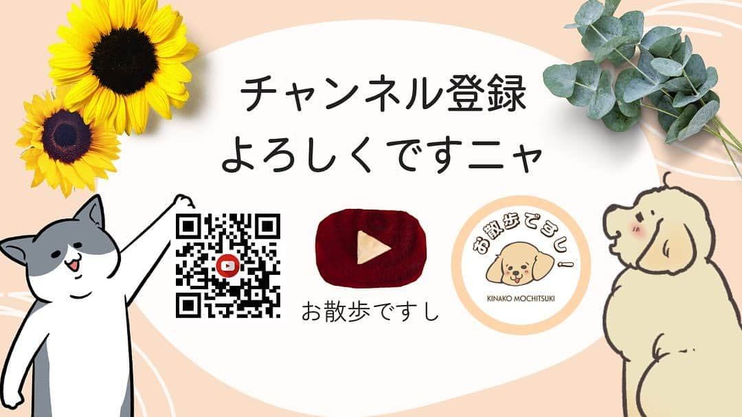 餅付きなこさんのインスタグラム写真 - (餅付きなこInstagram)「こんにちわんわんこ🐶  いつもあーちゃんまめちゃんの漫画をお読み頂き、誠にありがとうございます🙏✨  今回はあーちゃんまめちゃんの、YouTubeまんがチャンネル「お散歩ですし」が出来ましたのでそのお知らせをさせていただきたいと思います😊  少し前にチャンネルを立ち上げ、コツコツと楽しくまんがを動画にしてアップロードしておりまして、やっといくつか動画ができてきましたので、Instagramでいつも応援くださっている皆様にもお知らせしたくこのような宣伝動画を作成してみました(∩´∀`∩)💕  一つ一つの動画は短いので、スキマ時間に手軽にお楽しみいただけるチャンネルになってます。  まだまだ投稿動画も、登録者様も少ないチャンネルではありますが、YouTubeでしか見られないマンガも今後増やして行きたいなと思っておりますので、ぜひチャンネル登録していただいて、Instagram同様にお楽しみいただけると嬉しいです！  それでは、今後もYouTubeチャンネルと共にあーちゃんまめちゃんのまんがアカウントをよろしくお願いいたしまーすし🎶  #漫画 #イラスト #犬漫画 #絵日記 #エッセイ漫画 #コミックエッセイ#マンガ #日常漫画 #ゴールデンレトリバー #goldenretriever #ゴールデンレトリーバー #犬と生活 #4コマ漫画 #犬 #dog #dogstagram #instadog #わんこ #ふわもこ部 #いぬ #ilovemydog #いぬのきもち #大型犬 #大型犬のいる生活 #まめとアーティ #餅付きなこ #おさんぽですし！」8月18日 18時57分 - kinakomochitsuki