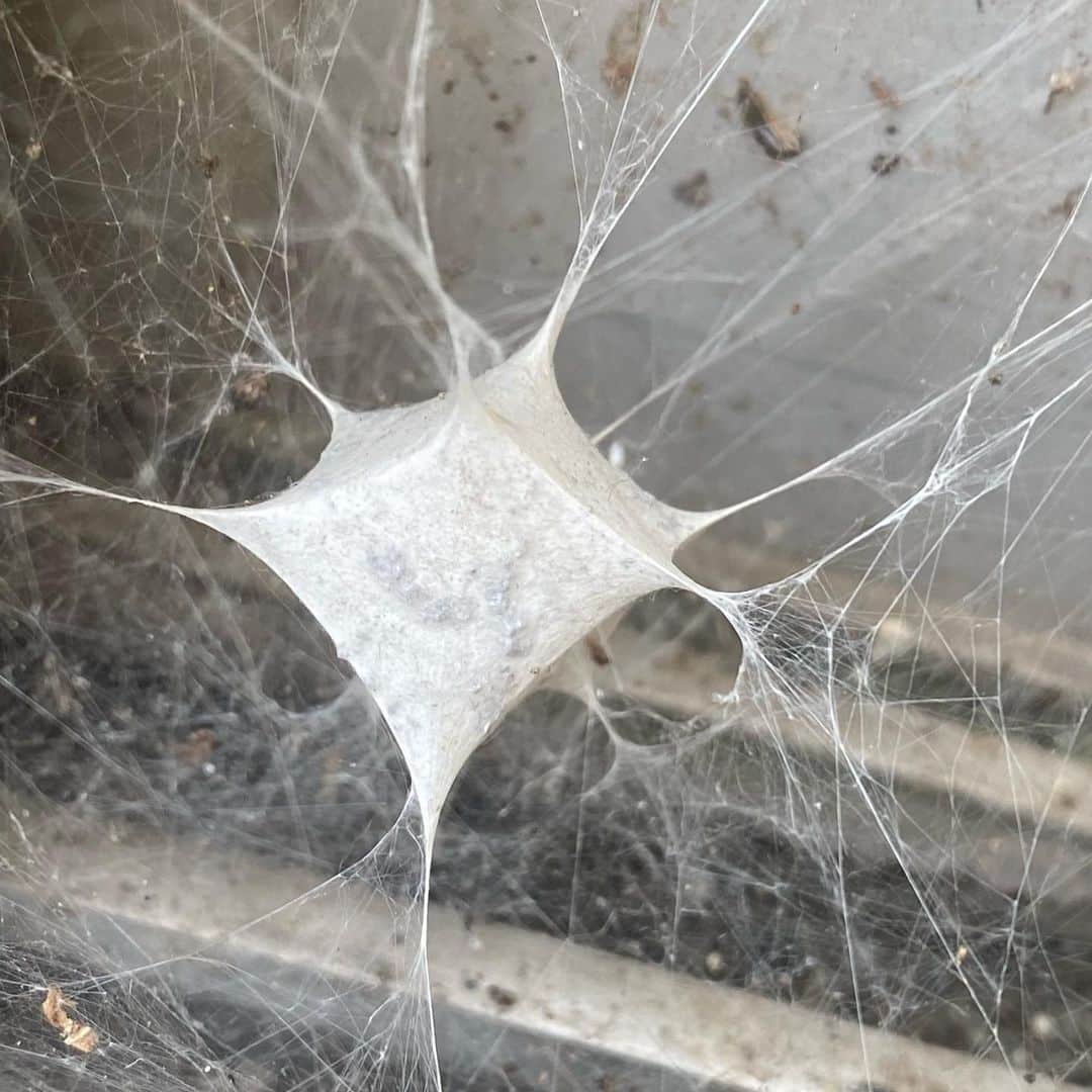 キム・ヨングァンさんのインスタグラム写真 - (キム・ヨングァンInstagram)「너무 신기하지 않나?  거미줄이 이렇게 ? 처음봄」8月18日 19時06分 - aksakfn12