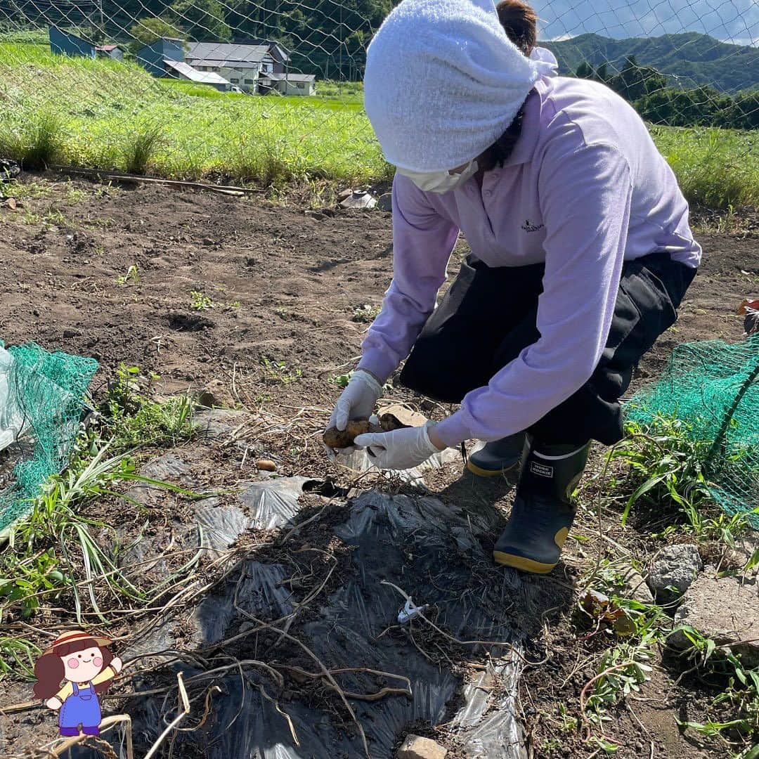 共愛COCOさんのインスタグラム写真 - (共愛COCOInstagram)「2023/08/12 今回のみまもり隊では、深津さんの畑のじゃがいも収穫のお手伝いをさせていただきました。日差しが強く暑い中での作業だったのでとても大変でした。育てる過程のお手伝いはしたことがないので分かりませんが、収穫だけで非常に過酷だと感じたので、農業の厳しさや大変さを痛感しました。日々自分が食べている食材に有り難さを感じさせられる1日になりました!  国際コース2年　岩脇望晏  HP： https://www.kyoaicoco.com #共愛学園前橋国際大学 #共愛COCO #kyoai  #みなかみ #水上 #minakami #群馬県 #群馬 #gumma #みまもり隊 #平出 #平出集落」8月18日 18時59分 - kyoaicoco