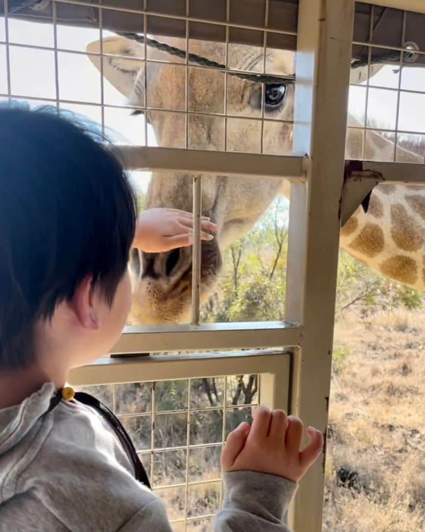 石塚錬さんのインスタグラム写真 - (石塚錬Instagram)「WORLD TOUR DAY14 〜南アフリカ🇯🇴編〜 👦💬「ずっと来たかったサバンナ🌳🏜️南アフリカ共和国にきました🇿🇦サファリでの初めてのキリンタッチはとってもフワフワしてた〜🦒🪶今日はライオンやインパラ、ダチョウなど色んな動物に会えました🦁🦌明日は象に会えるといいな🐘🥹」 . （👨パパ通信📨） 男旅はレンがアフリカに野生動物を観に行きたいという夢から計画が始まりました✈️ ヨルダンからエチオピアで乗り継いでついに南ア共和国に到着🇿🇦。2日間サファリツアーに参加です🛻。 サファリではBIG5と呼ばれるライオン、サイ、バッファロー、象、ヒョウに会うのが参加者の夢だとか🦁🦏🦬🐘🐆。 今日はライオン、ヒョウ、バッファローに会えました。でもレンにとっては間近で観て触れたキリンが1番だったようです🦒😁 . 👦💬「This is the savanna I've always wanted to come to🌳🌳🏜️. I'm in the Republic of South Africa🇿🇦. The giraffe which I touched first time on safari was very fluffy🦒🪶. Today I saw lions, impala, ostriches and many other animals🦁🦌. Tomorrow I hope to see elephants I hope to see some elephants 🐘🥹.」 . (👨Papa News 📨) The man trip started planning with Ren's dream to go to Africa to see the wild animals✈️ We finally arrived in South Africa after connecting in Ethiopia from Jordan🇿🇦. We are going on a 2-days safari tour🛻. It is the participants' dream to meet the BIG 5 on safari: lion, rhino, buffalo, elephant, and leopard 🦁🦏🦬🐘🐆. Today we got to see lions, leopards, and buffalo. But for Ren, the giraffe was the best, because he saw and touched up close 🦒😁😁. . #男旅 #世界一周 #旅 #南アフリカ共和国  #旅行 #サファリ #アフリカ #サバンナ #ライオン #キリン #ヒョウ #Mantrip #aroundtheworldtrip #trip #RepublicofSouthAfrica #Safari #Africa #savanna #Lion #Giraffe #여행 #남자여행 #การเดินทาง #ทริปผู้ชาย #Perjalanan #石塚錬 #成長日記 #ishizukaren #renishizuka #이시즈카렌」8月18日 19時02分 - ishizuka_ren