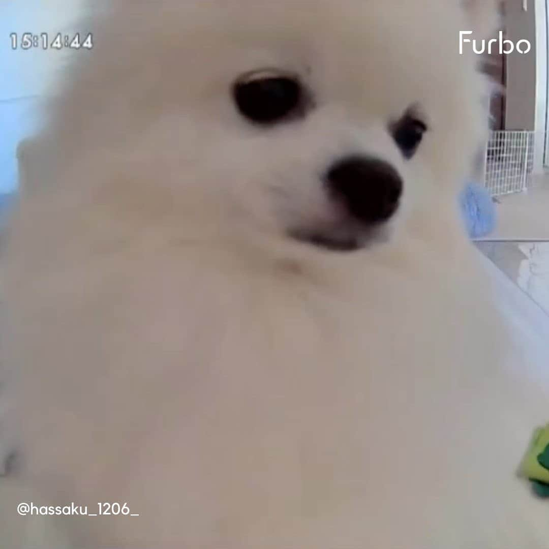 Furbo ドッグカメラさんのインスタグラム写真 - (Furbo ドッグカメラInstagram)「@furbo_japan 👈 他の投稿はこちらから  Furboの大人気サブスク機能 「Furboドッグシッター」に登録すると、  愛犬の動きとお留守番環境に関する さまざまな通知が受け取れるようになります！🤭✨  例えばこんな通知が受け取れますよ💡  ・ドッグアクティブ通知  ・ドッグセルフィー通知  ・ワンワン警戒通知  ・ランニング通知  ・緊急ホーム通知  ・ガラス割れ通知 　 ……まだまだたくさんの通知アリ🐕💫  公式サイトでは、 Furbo本体とサブスクプランの同時購入で 本体をどこよりもお安くゲットできる 「Furbo定額セットプラン」も提供中！😍  気になる方はプロフィールリンクの 「最安値保証〜」のボタンをタップして🐶🌟  ⇨ @furbo_japan  Special Thanks 💛 to @uta2017111 @kanako228m hassaku_1206_ @____i.am.leo____ @rikuai_kihachi_hana @ludy_tean_jack  #Furbo #ファーボ #ファーボは見た #ファーボでお留守番できるもん #ドッグカメラ #ペットカメラ #見守りカメラ #お留守番カメラ #犬好きさんと繋がりたい #犬のいる暮らし #多頭飼い #多頭飼いの幸せ #子犬 #子犬のいる暮らし #パピー犬」8月18日 19時18分 - furbo_japan