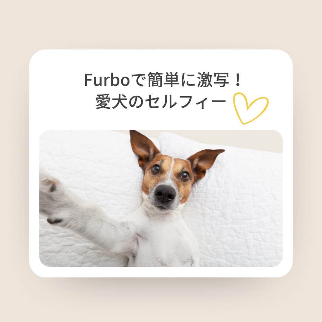 Furbo ドッグカメラさんのインスタグラム写真 - (Furbo ドッグカメラInstagram)「@furbo_japan 👈 他の投稿はこちらから  Furboの大人気サブスク機能 「Furboドッグシッター」に登録すると、  愛犬の動きとお留守番環境に関する さまざまな通知が受け取れるようになります！🤭✨  例えばこんな通知が受け取れますよ💡  ・ドッグアクティブ通知  ・ドッグセルフィー通知  ・ワンワン警戒通知  ・ランニング通知  ・緊急ホーム通知  ・ガラス割れ通知 　 ……まだまだたくさんの通知アリ🐕💫  公式サイトでは、 Furbo本体とサブスクプランの同時購入で 本体をどこよりもお安くゲットできる 「Furbo定額セットプラン」も提供中！😍  気になる方はプロフィールリンクの 「最安値保証〜」のボタンをタップして🐶🌟  ⇨ @furbo_japan  Special Thanks 💛 to @uta2017111 @kanako228m hassaku_1206_ @____i.am.leo____ @rikuai_kihachi_hana @ludy_tean_jack  #Furbo #ファーボ #ファーボは見た #ファーボでお留守番できるもん #ドッグカメラ #ペットカメラ #見守りカメラ #お留守番カメラ #犬好きさんと繋がりたい #犬のいる暮らし #多頭飼い #多頭飼いの幸せ #子犬 #子犬のいる暮らし #パピー犬」8月18日 19時18分 - furbo_japan