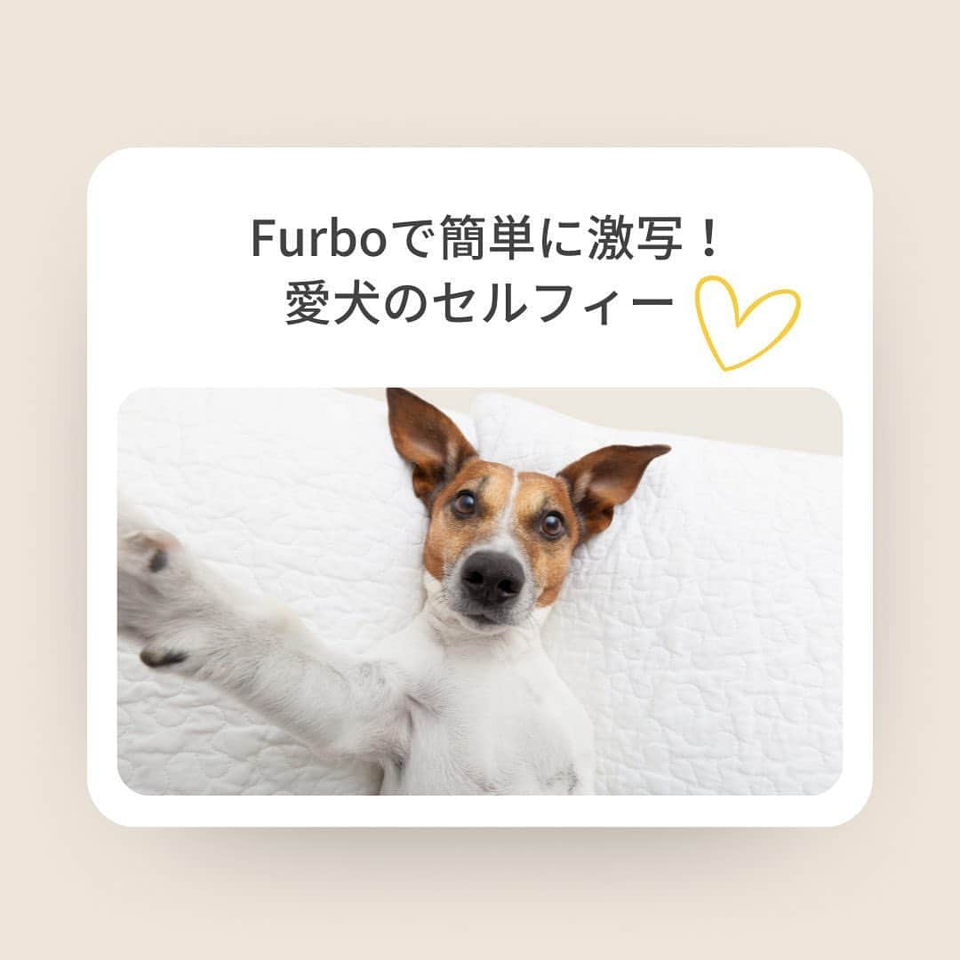 Furbo ドッグカメラのインスタグラム