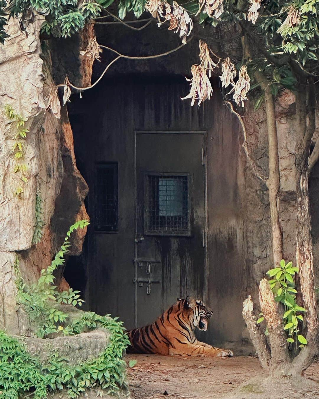 石田 祥子さんのインスタグラム写真 - (石田 祥子Instagram)「🦒🐅🐘🌛  #ナイトズーラシア . 生物の宿題で動物園へ . 入園して5分で カフェを探し始めた軟弱者ですw . 動物達も暑そうでした . 動物園と水族館と美術館は 各々観るスピード感が合わず 絶対喧嘩になります . . 土曜は高校生まで無料なので 学生証をお忘れなく♡ . . .  ━━━━━━━━━━━━━━━━━━ #ズーラシア #動物園 #ナイトズー #夏休みの過ごし方 #高校生」8月18日 19時35分 - shoko_ishida