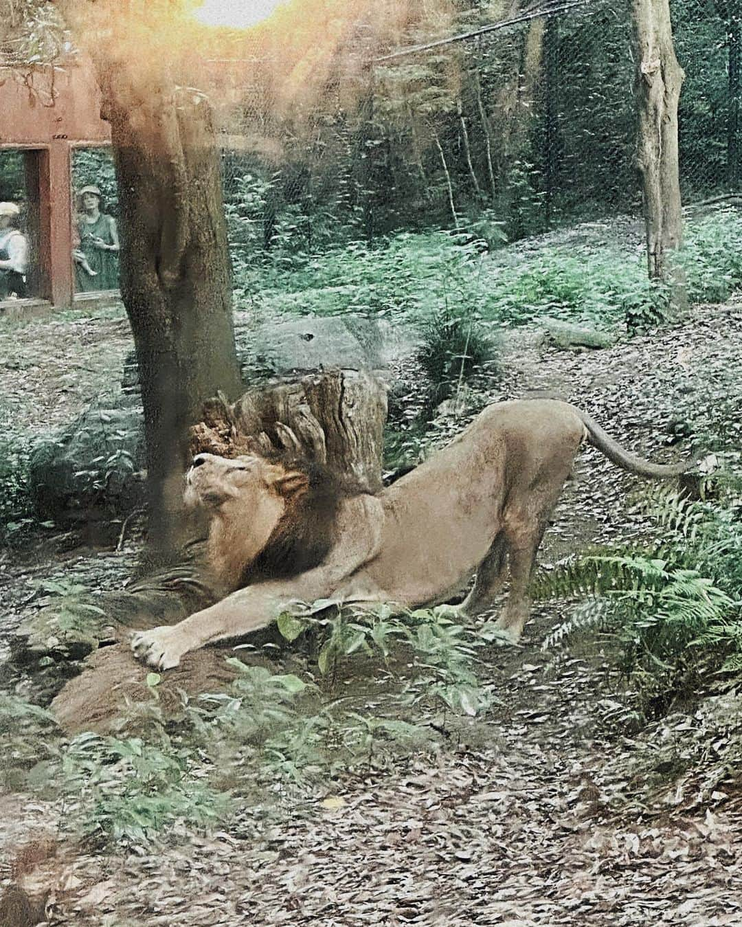 石田 祥子さんのインスタグラム写真 - (石田 祥子Instagram)「🦒🐅🐘🌛  #ナイトズーラシア . 生物の宿題で動物園へ . 入園して5分で カフェを探し始めた軟弱者ですw . 動物達も暑そうでした . 動物園と水族館と美術館は 各々観るスピード感が合わず 絶対喧嘩になります . . 土曜は高校生まで無料なので 学生証をお忘れなく♡ . . .  ━━━━━━━━━━━━━━━━━━ #ズーラシア #動物園 #ナイトズー #夏休みの過ごし方 #高校生」8月18日 19時35分 - shoko_ishida