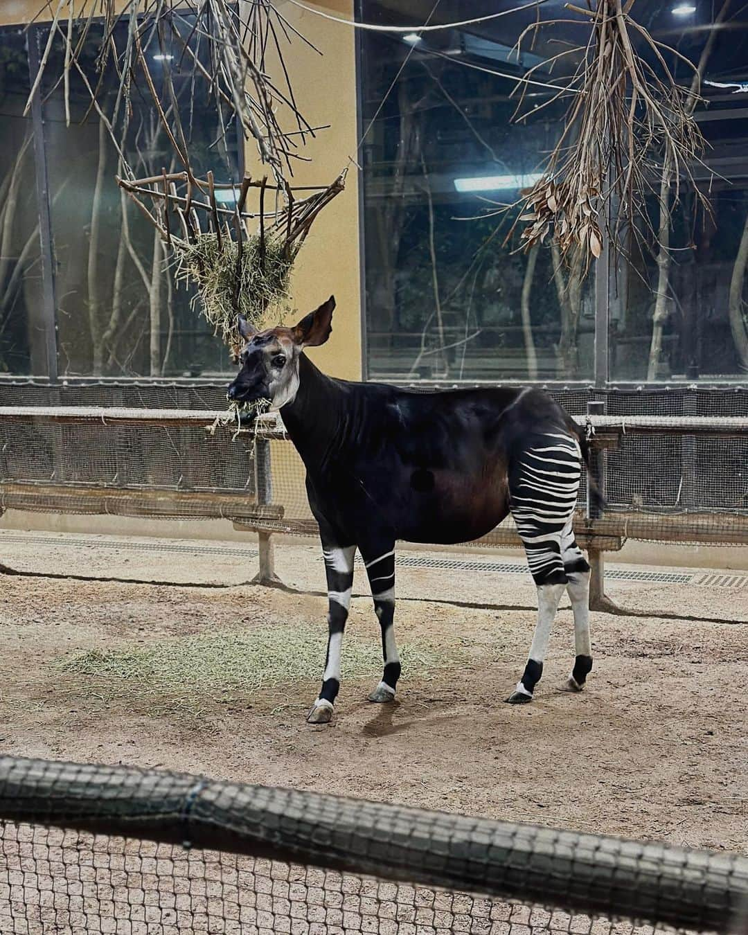 石田 祥子さんのインスタグラム写真 - (石田 祥子Instagram)「🦒🐅🐘🌛  #ナイトズーラシア . 生物の宿題で動物園へ . 入園して5分で カフェを探し始めた軟弱者ですw . 動物達も暑そうでした . 動物園と水族館と美術館は 各々観るスピード感が合わず 絶対喧嘩になります . . 土曜は高校生まで無料なので 学生証をお忘れなく♡ . . .  ━━━━━━━━━━━━━━━━━━ #ズーラシア #動物園 #ナイトズー #夏休みの過ごし方 #高校生」8月18日 19時35分 - shoko_ishida