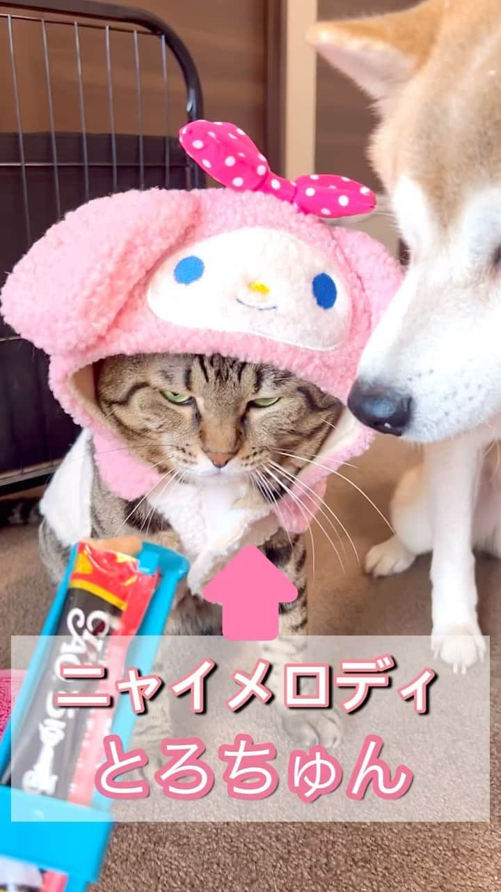 ゆうとろ（柴犬ゆうと猫のとろ）のインスタグラム：「マイメロディのお洋服着て、ニャイメロディになったとろちゅん❤️猫砂マットもお揃いにしてみたニャン😽 柴犬ゆう、猫のとろ  きゅんとしたらコメント欄に『❤️』スタンプでリアクション貰えると嬉しいワンニャン🐶😸💕 　 他の投稿も気になった方は @yuandtoro をチェックしてね☑︎  #柴犬部　#猫部　#ゆうとろコスプレ #犬と猫どっちも飼ってると毎日楽しい  #shibainstagram」