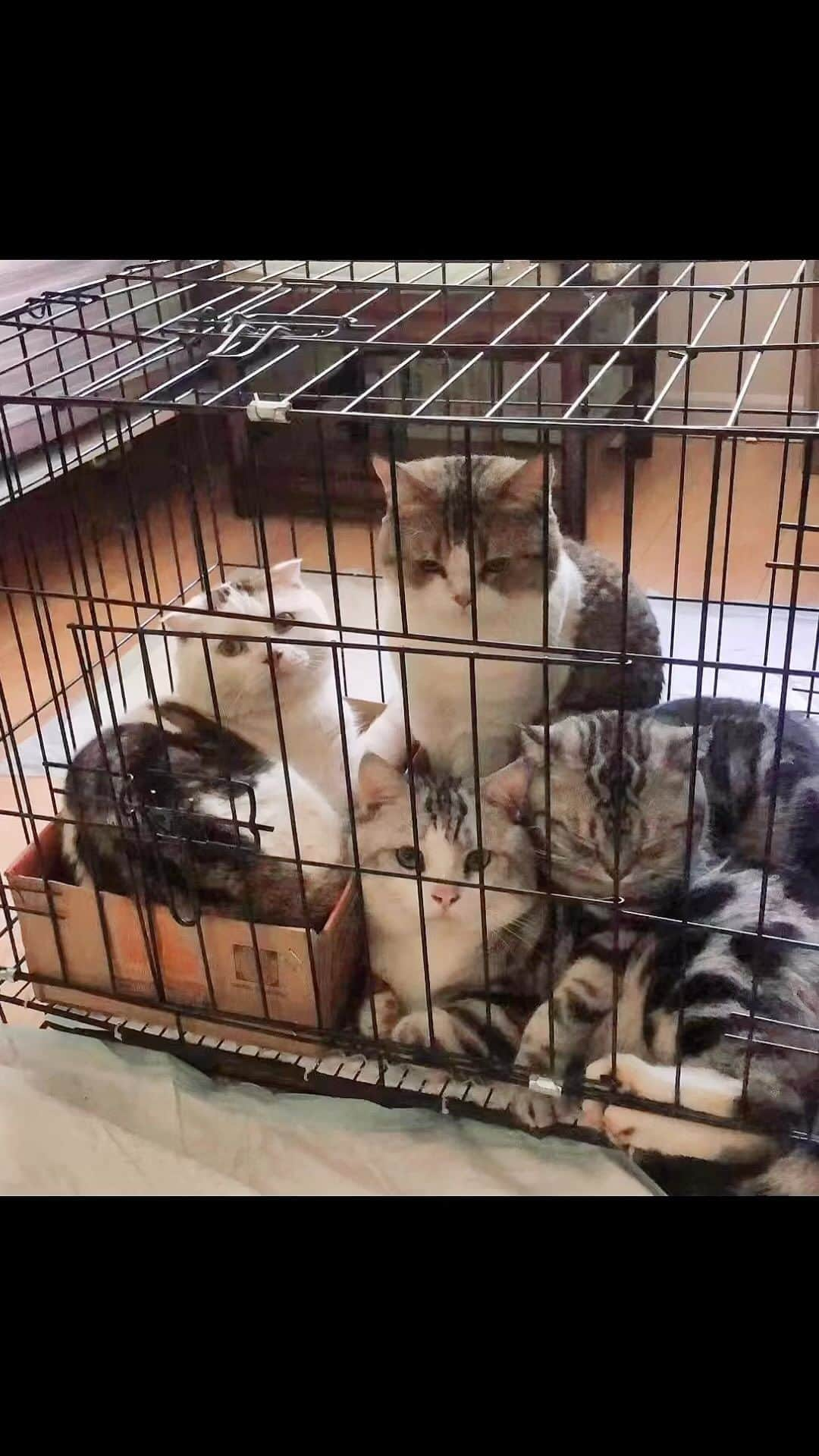 ルフのインスタグラム：「We found 6 beautiful cats were abandoned by someone on the street, and then we took them to the pets hospital for various medical examinations and sterilization timely. Now 2 of them already in Baobao’s home, and now Baobao has 2 more little brothers.Other 4 cats still waiting adoption,i wish they have luck with that!! - - #abandoned #cats #adoption #lovechangeseverything」