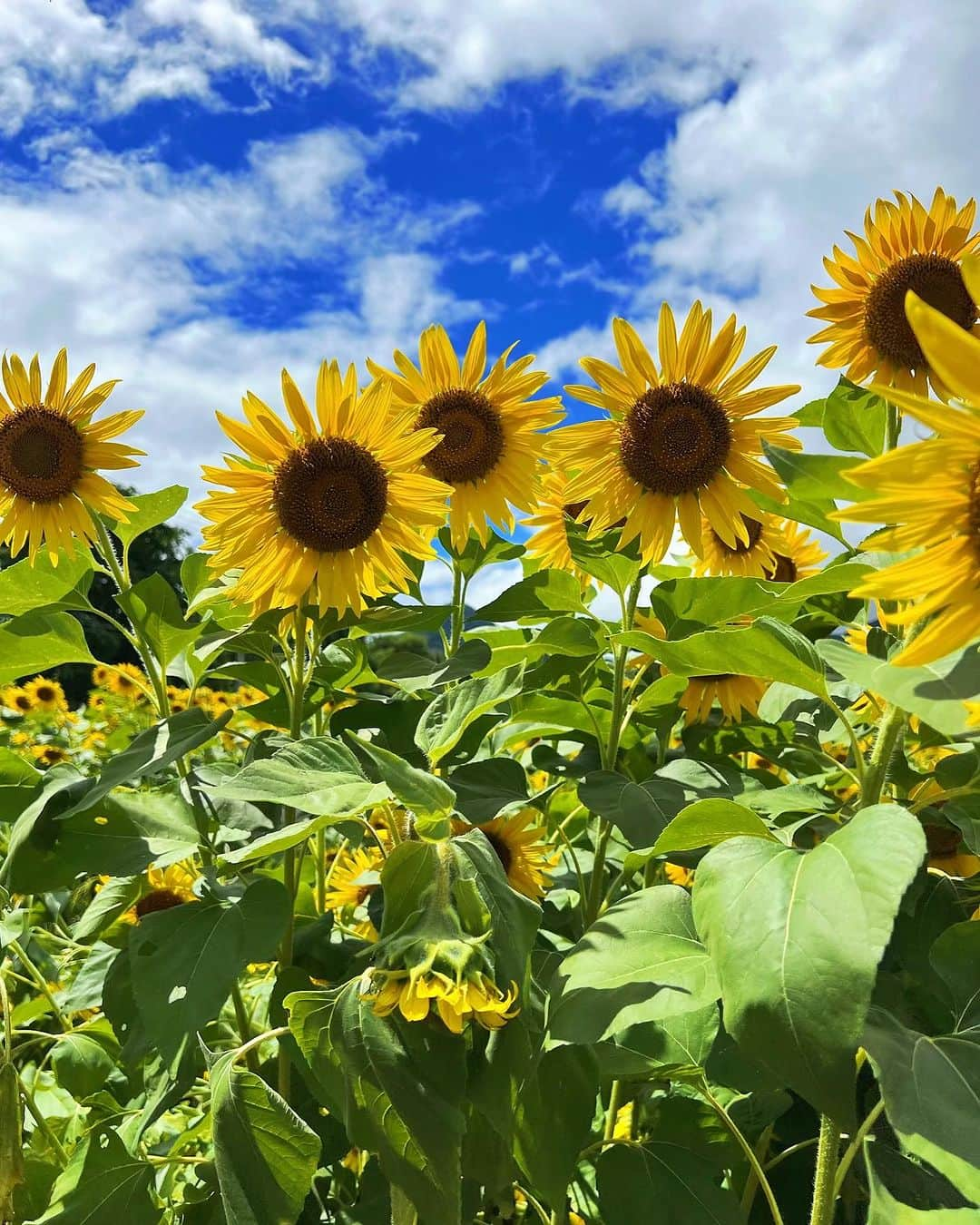 西原有紀さんのインスタグラム写真 - (西原有紀Instagram)「🌻🌻🌻  ✳︎ ✳︎ ✳︎  毎年この時期になるとひまわり畑に何度も訪れてしまう💛🧡💛🧡  ✳︎ ✳︎ ✳︎  #ひまわり畑 #ひまわり #himawari #岩手 #夏 #ひまわり連投すみません #🌻」8月18日 20時02分 - u_ki0211